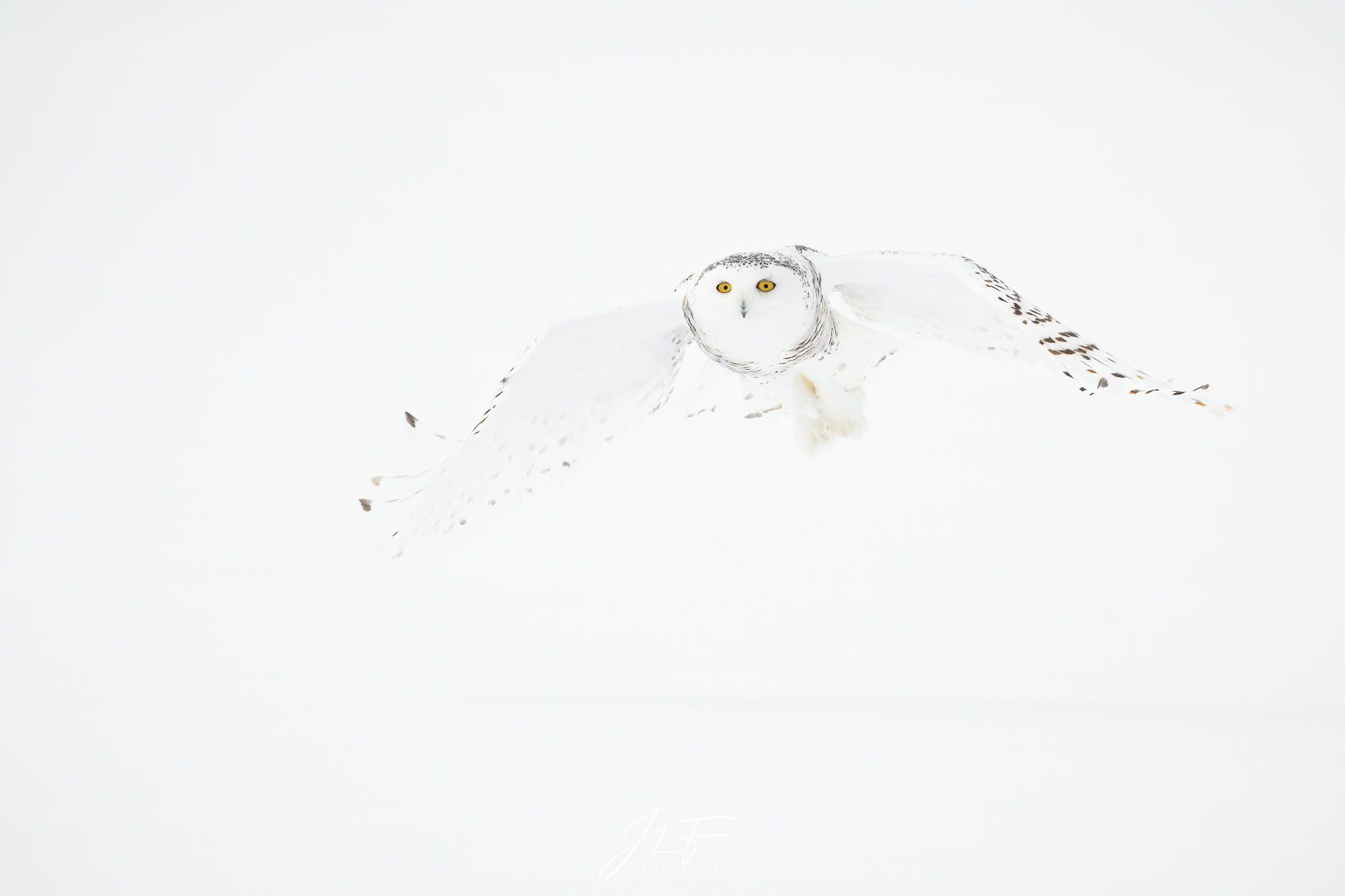 White on white