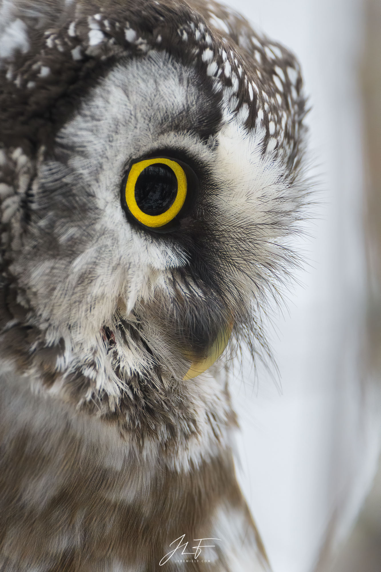 Eye
