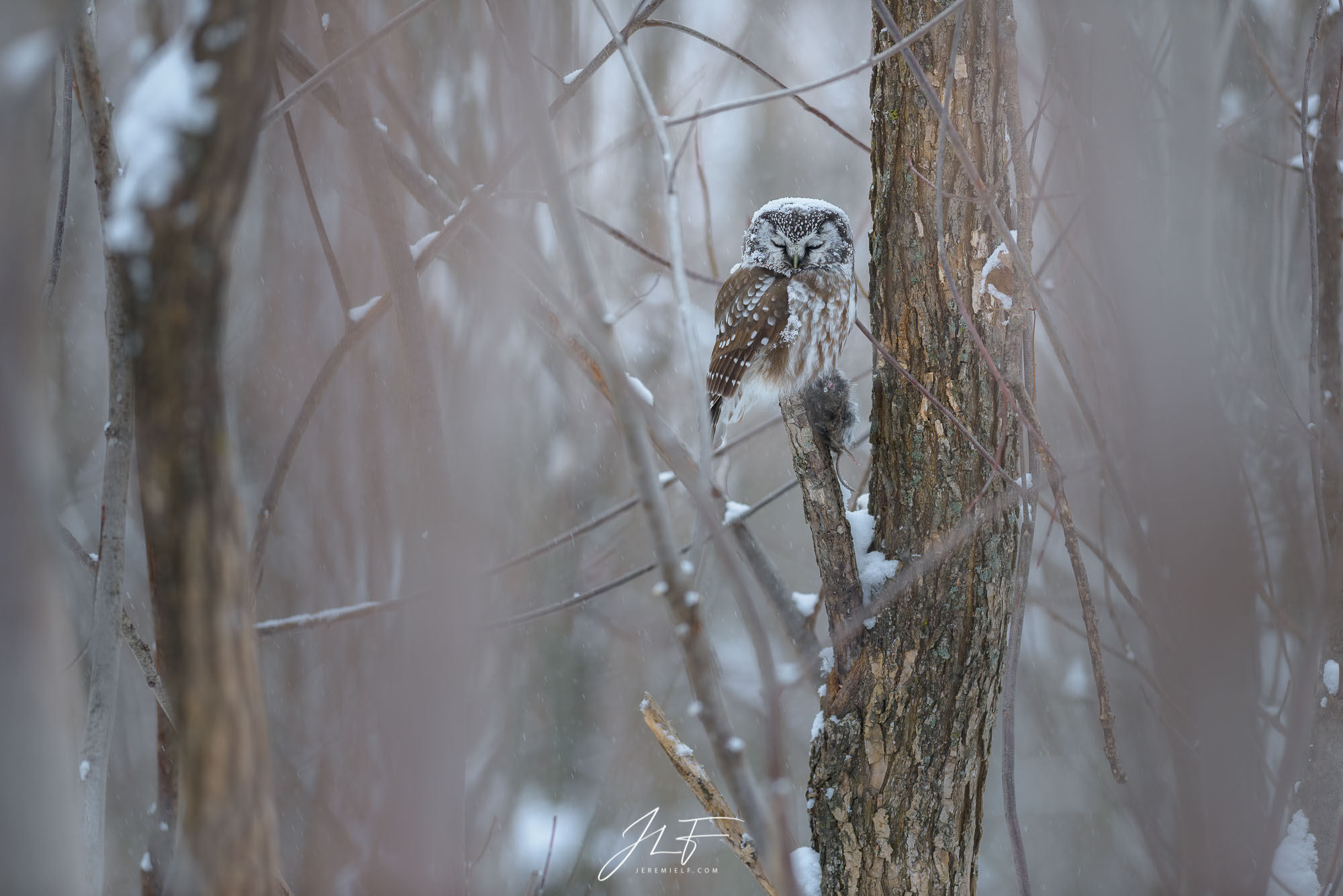 Sleeping under the snow