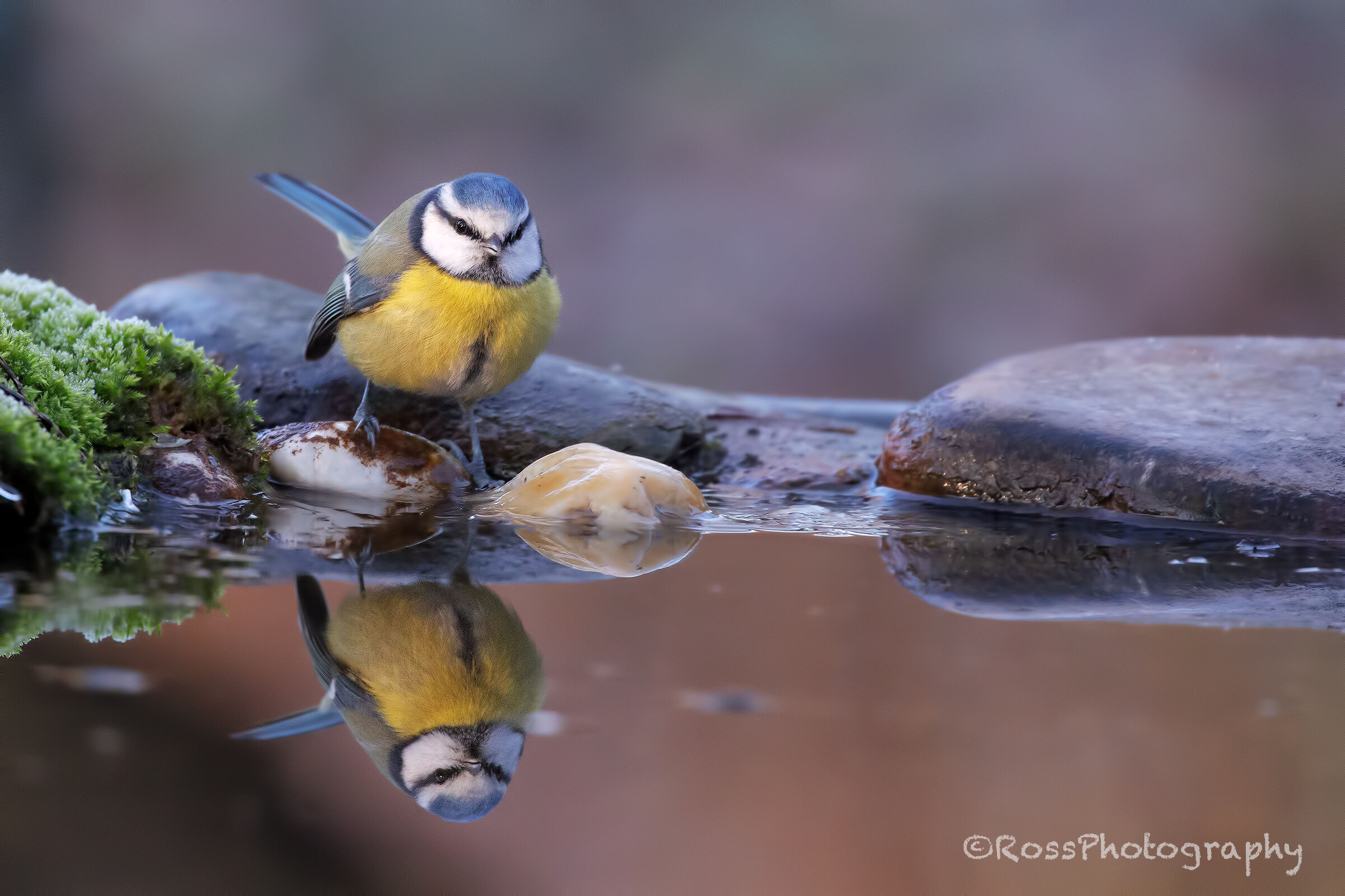 Cinciarella in the mirror