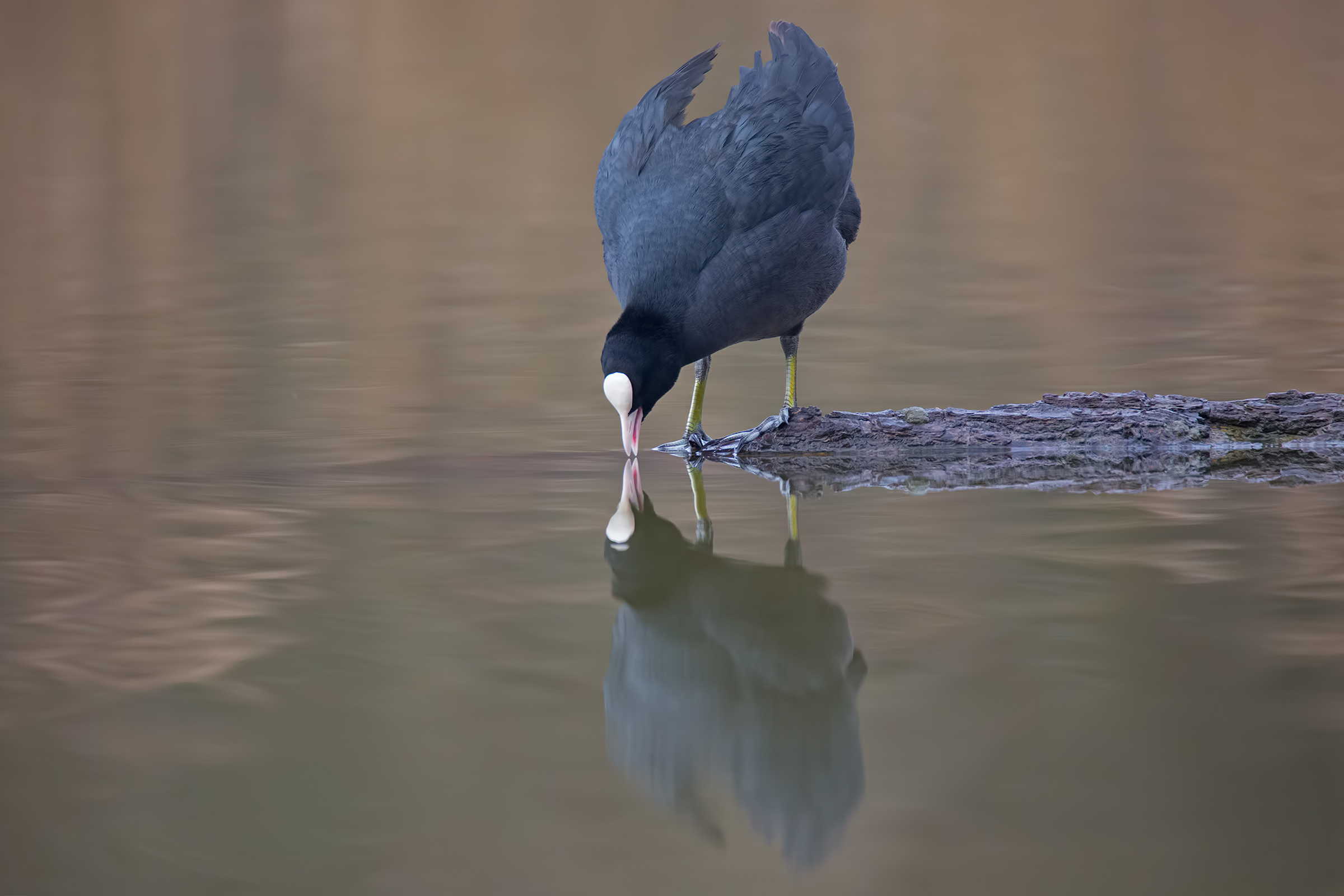 Come Out if you have Courage!!!!!