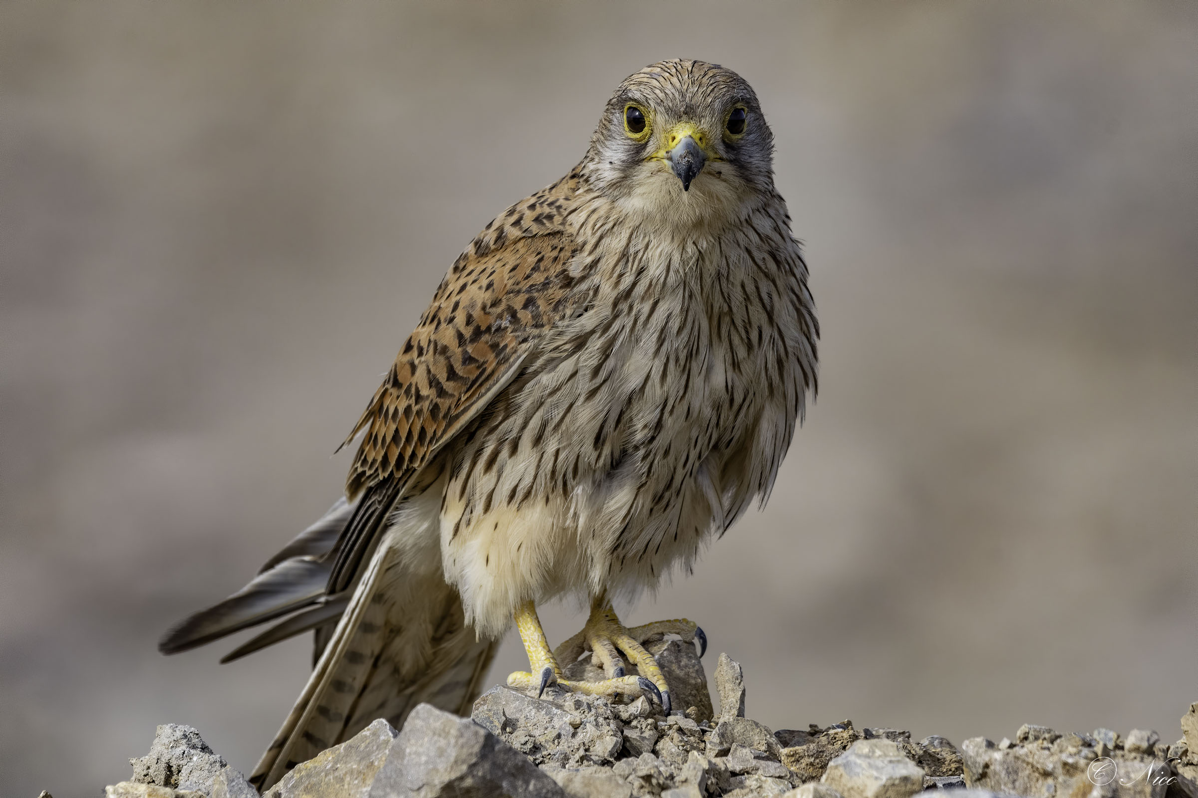 Lei sempre più vicina