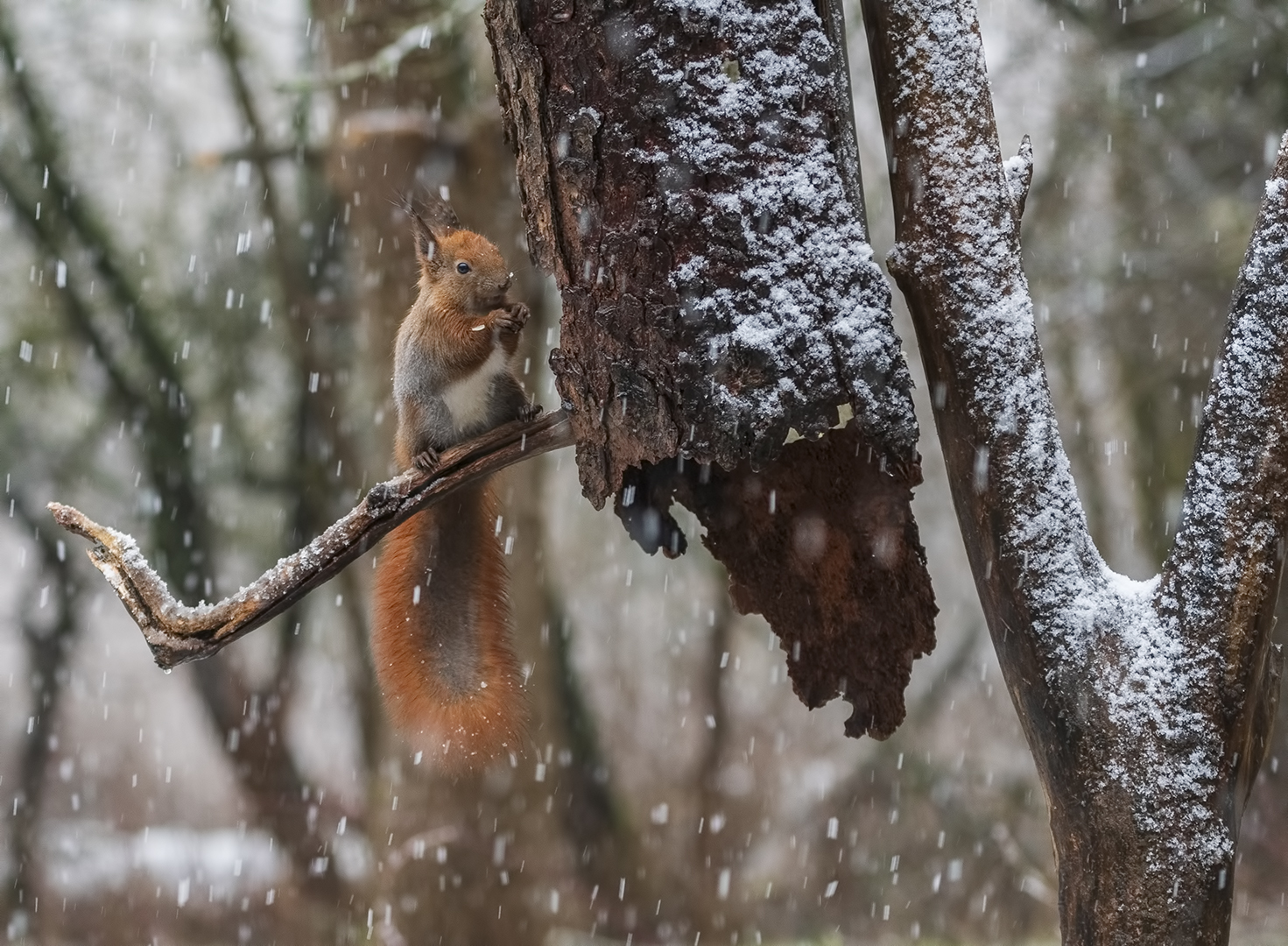 squirrel in the snow
