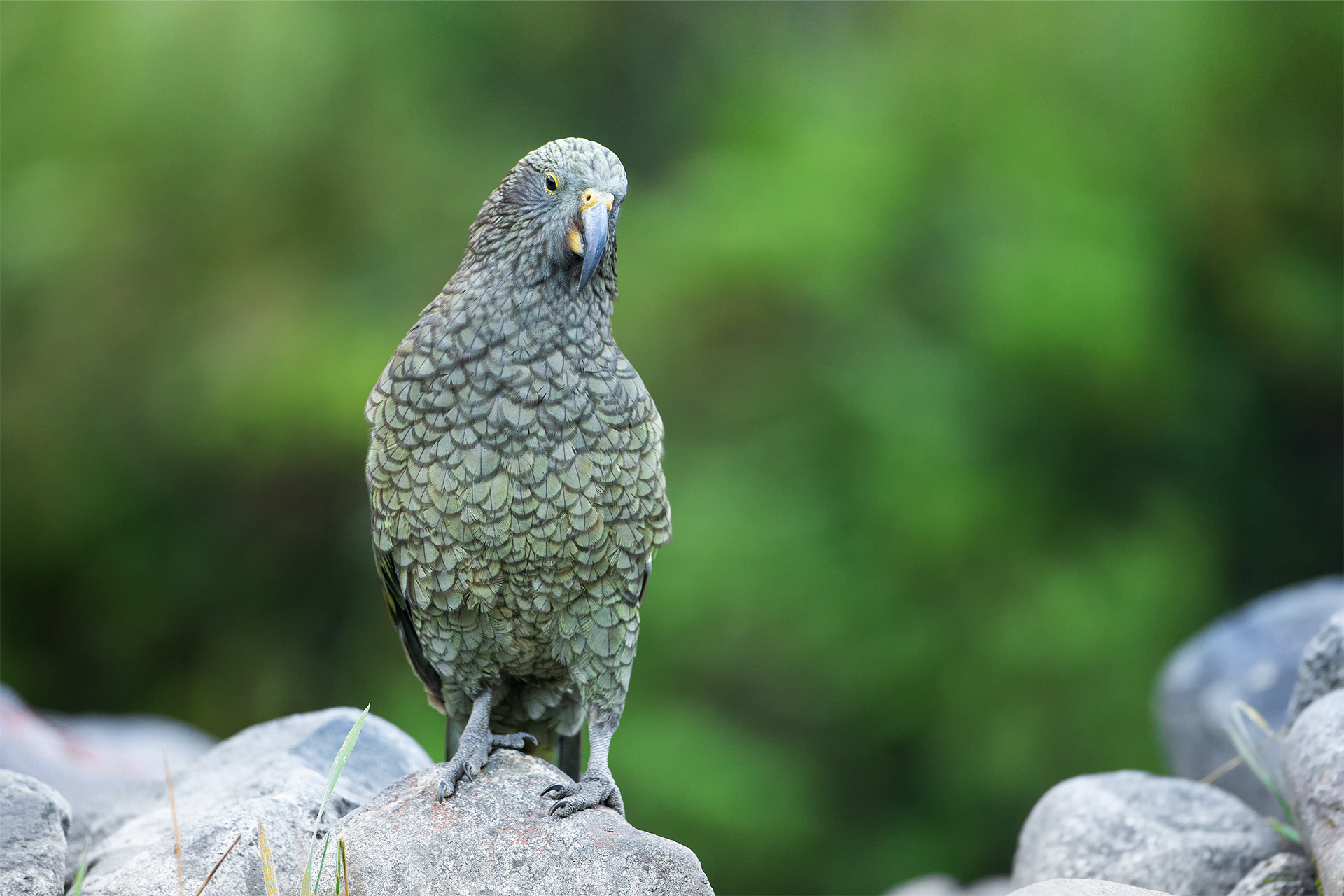 Nestor notabilis (Kea)