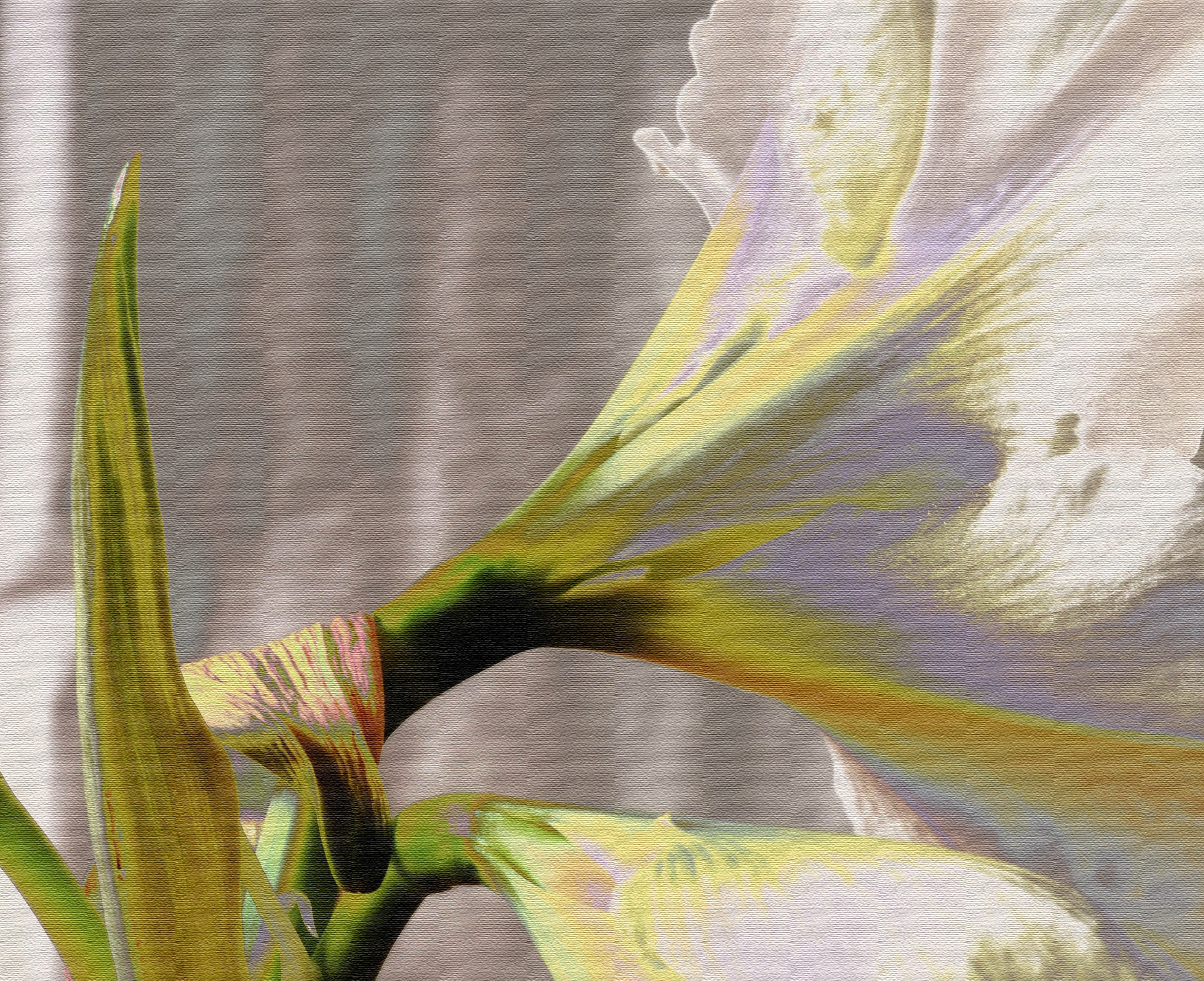 Hippeastrum 3
