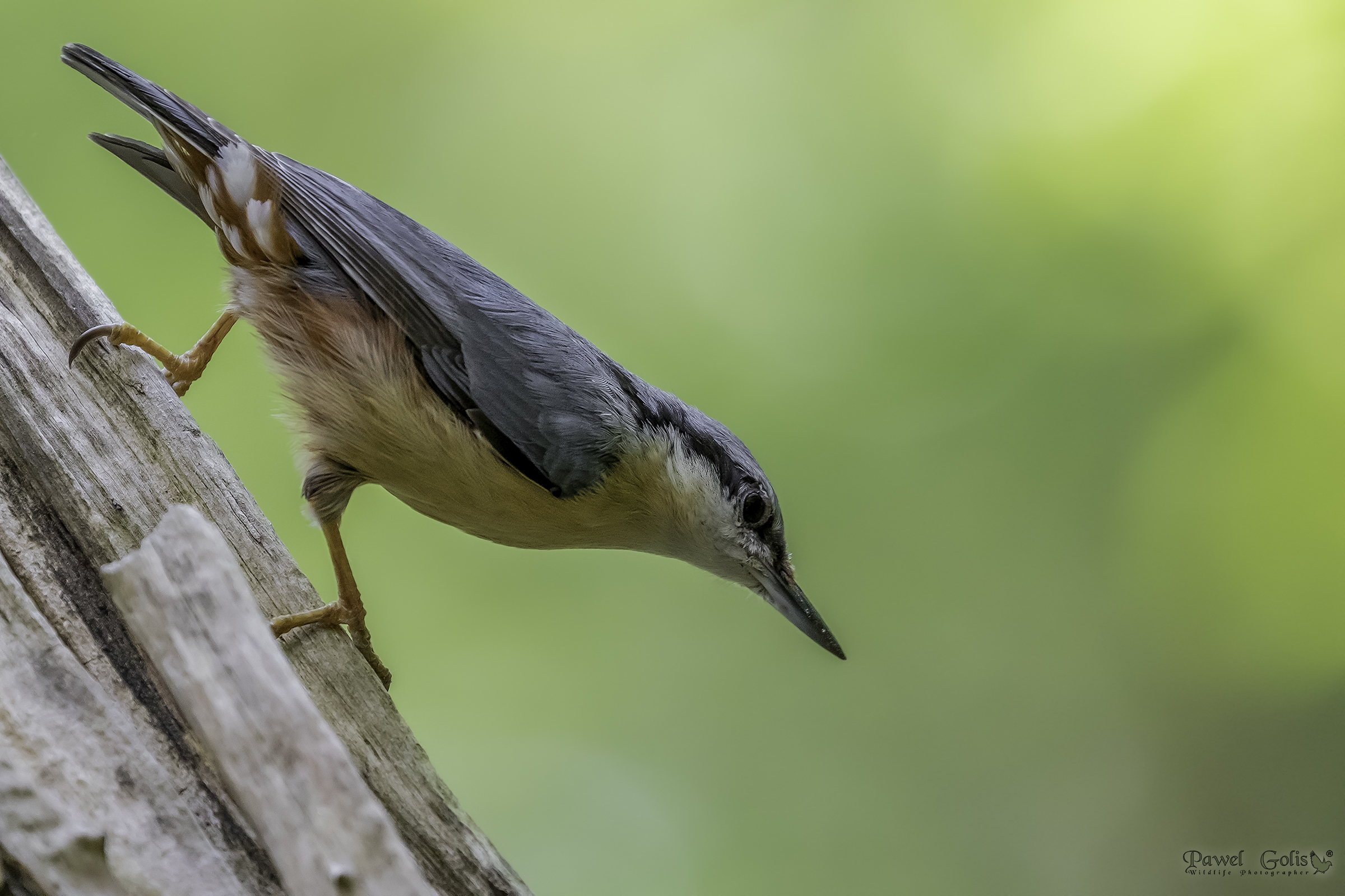 Nuthatch (Sitta europaea)