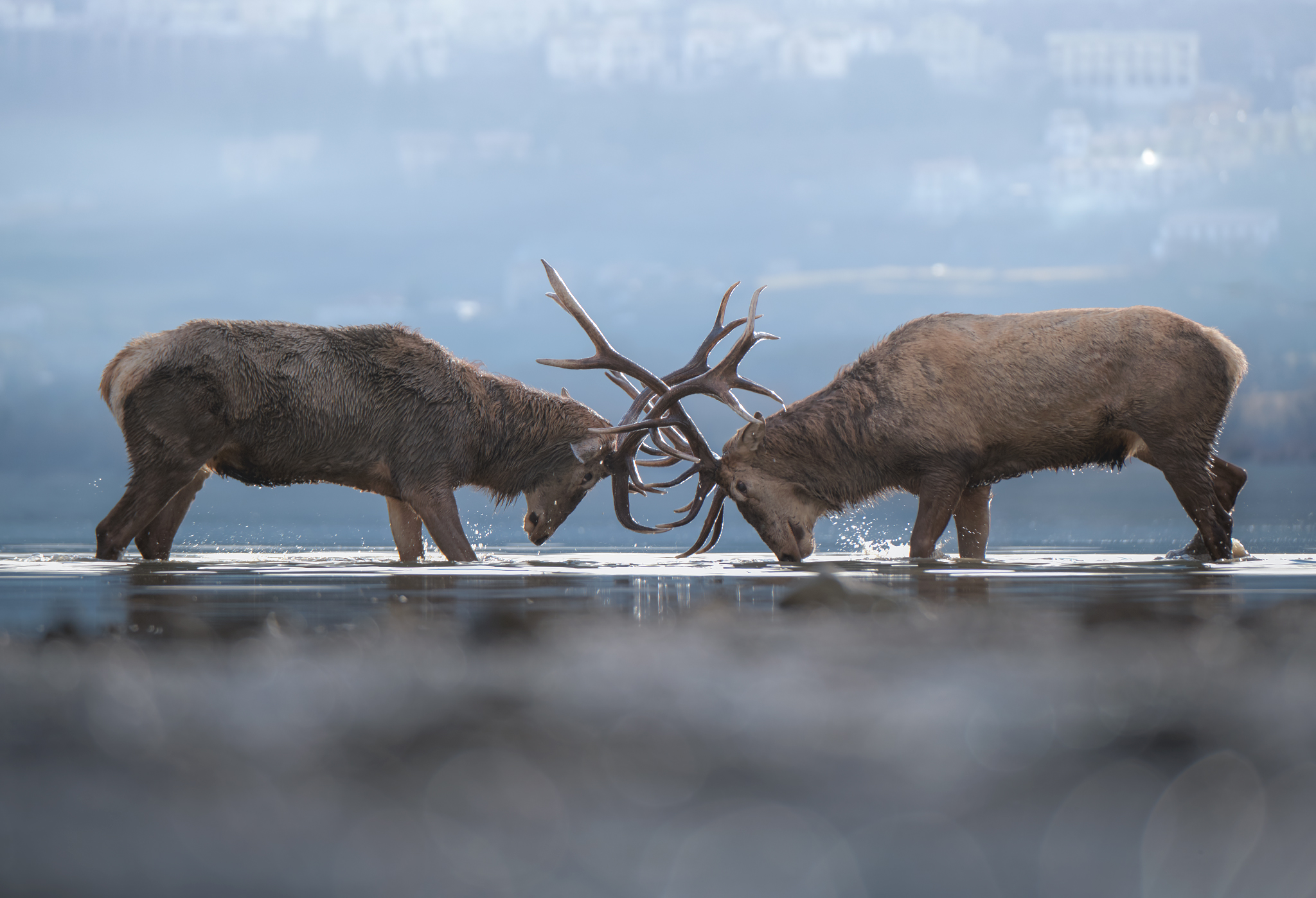 Training Deers