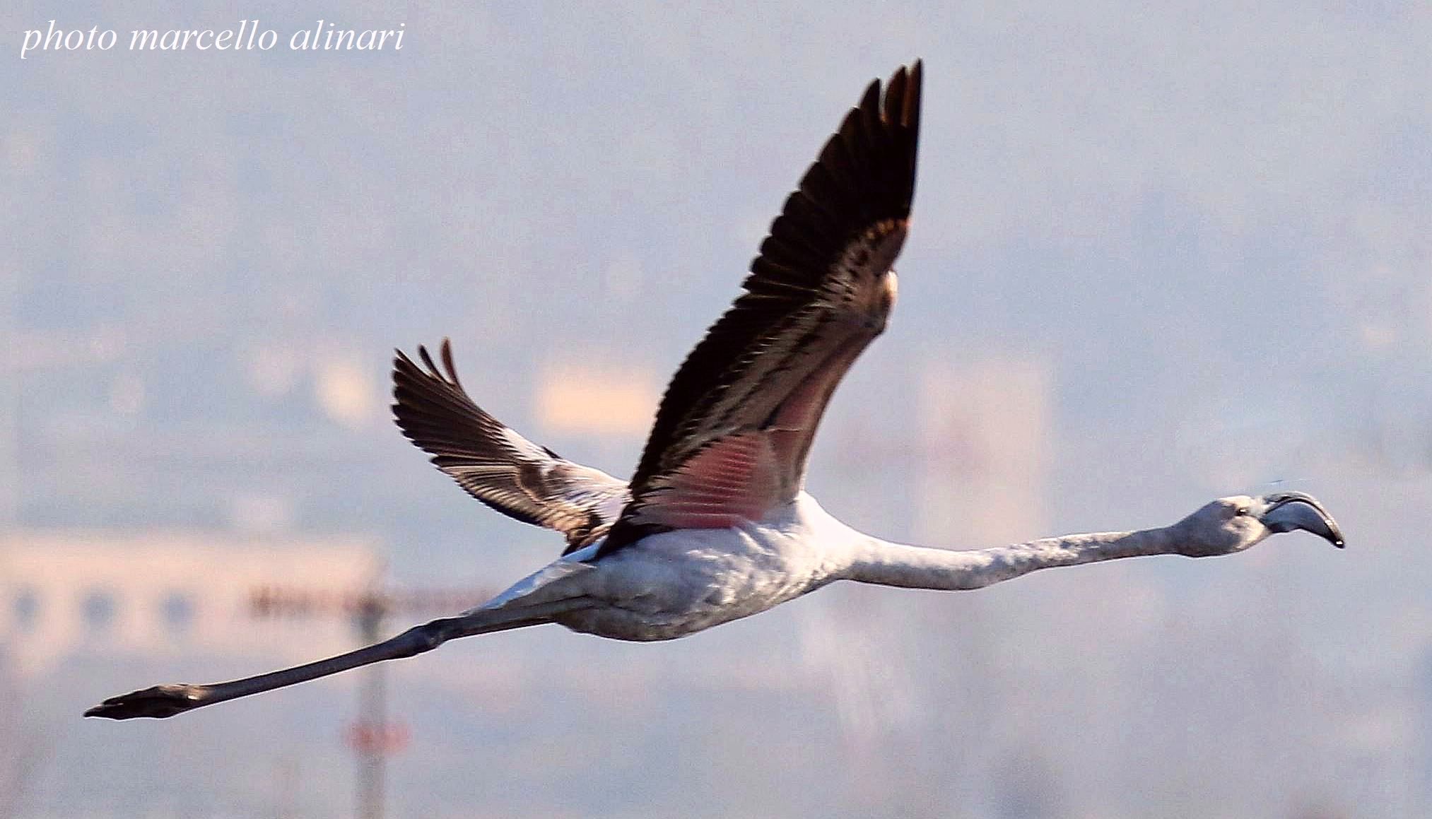 un giovane fenicottero in volo