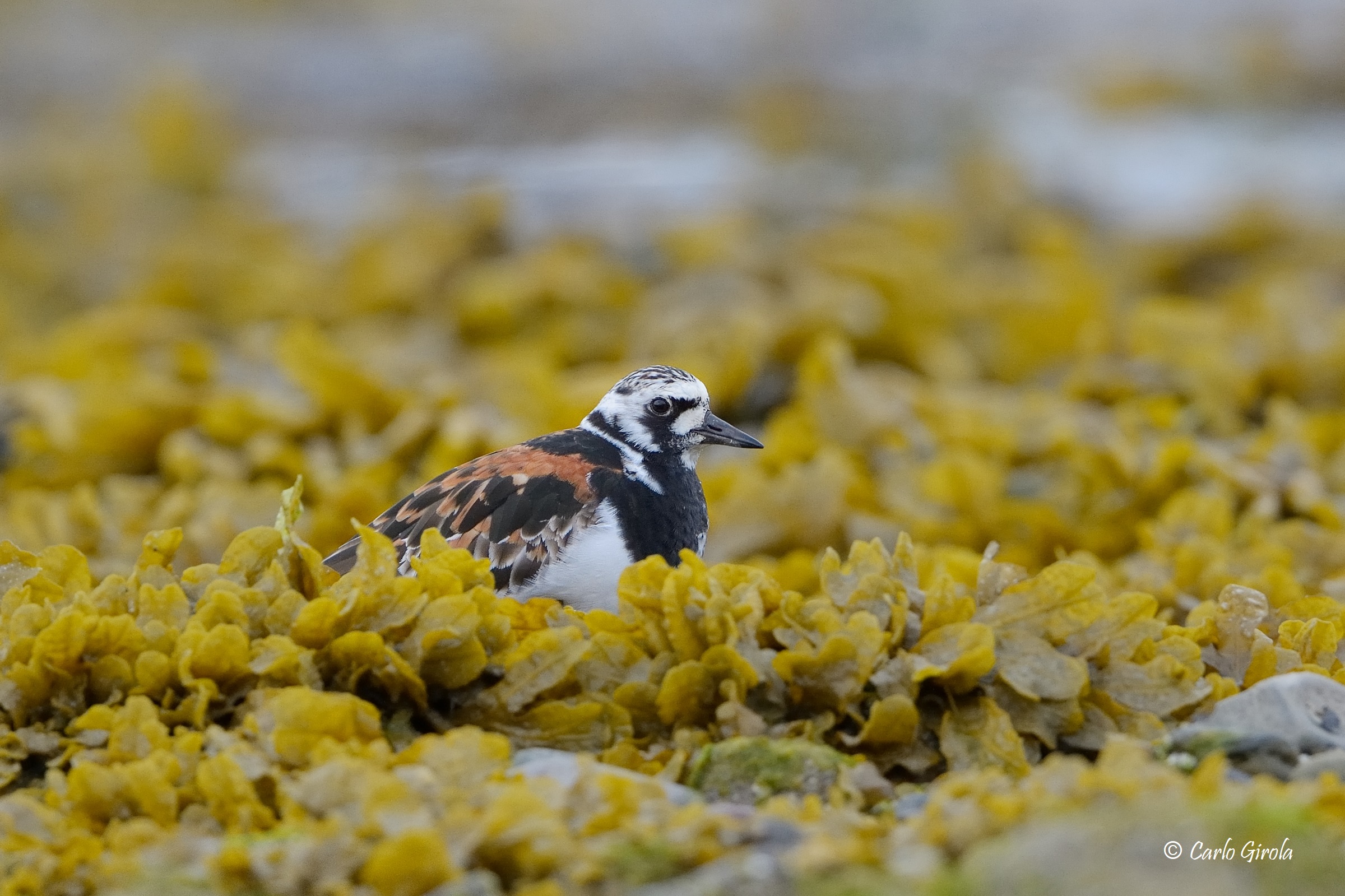 Voltapietre (Arenaria interpres)