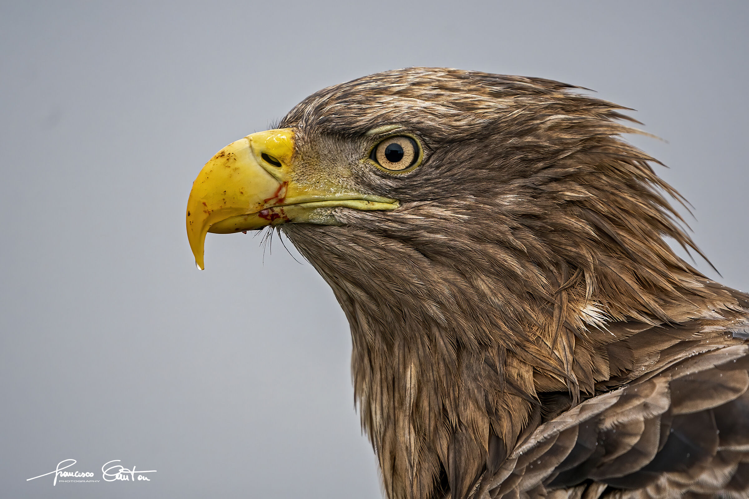 White-tailed sea eagle