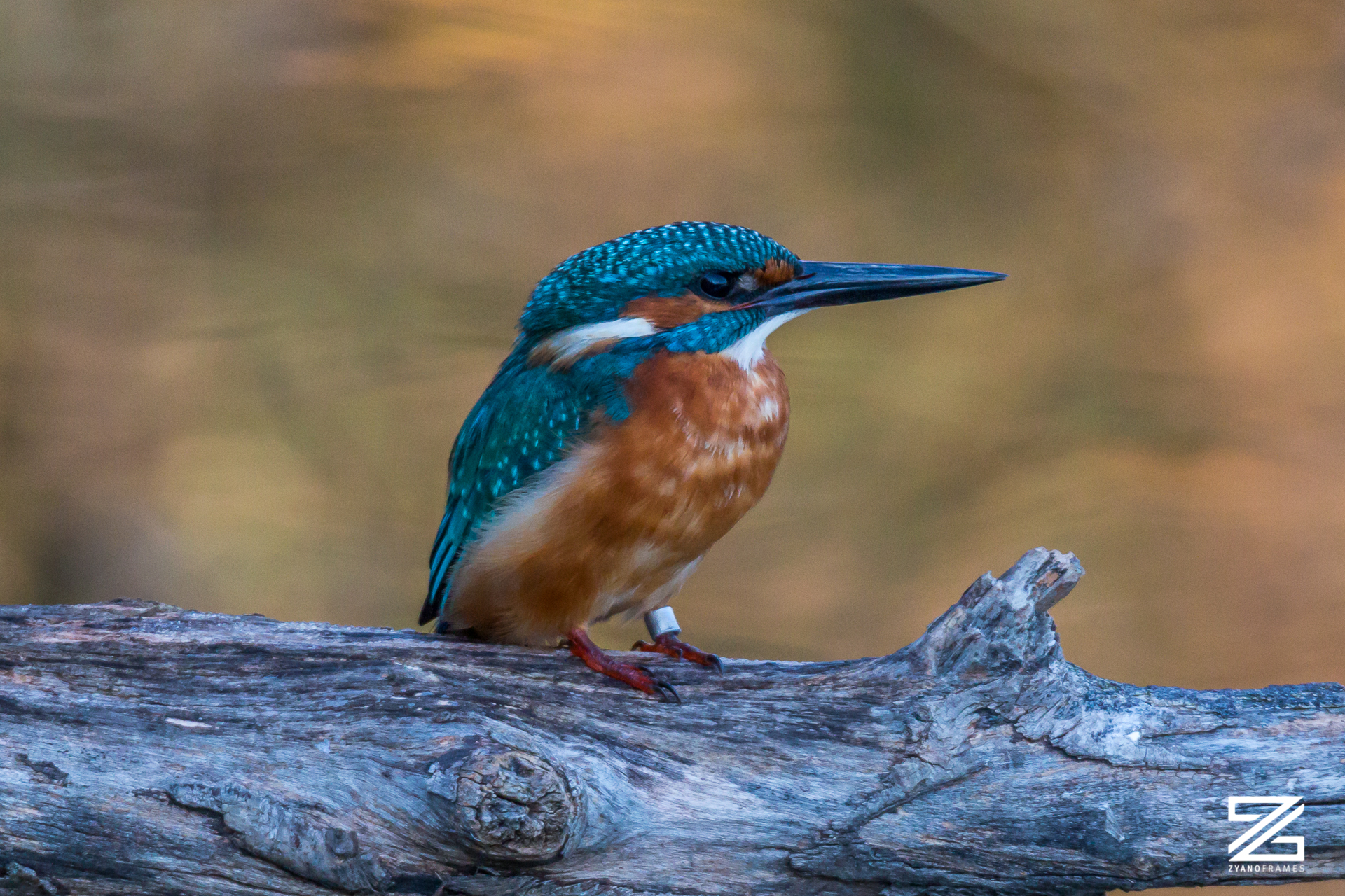 Martin Pescatore - Oasi Sentina - 2019
