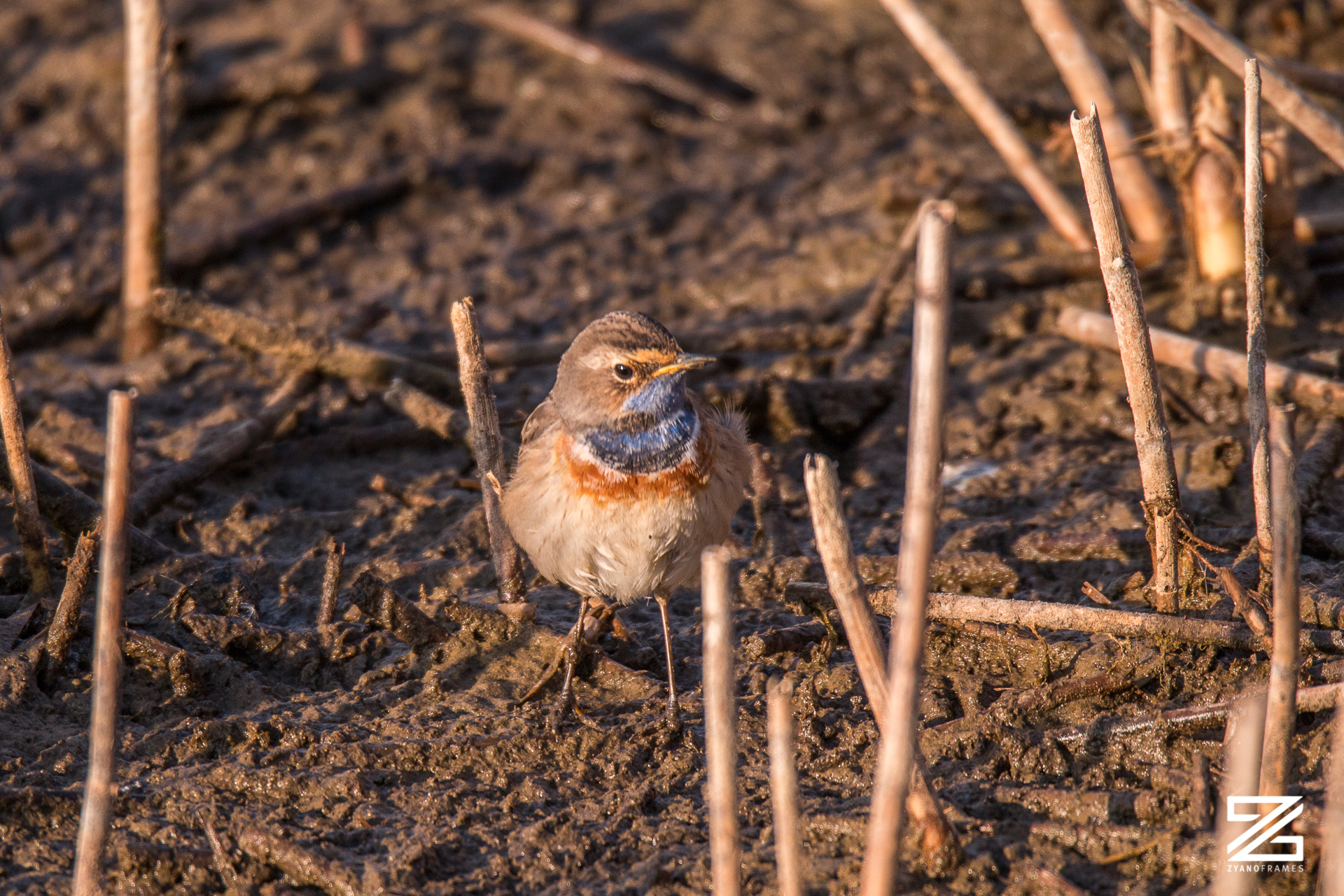 Pettazzurro - Oasi Sentina - 2019