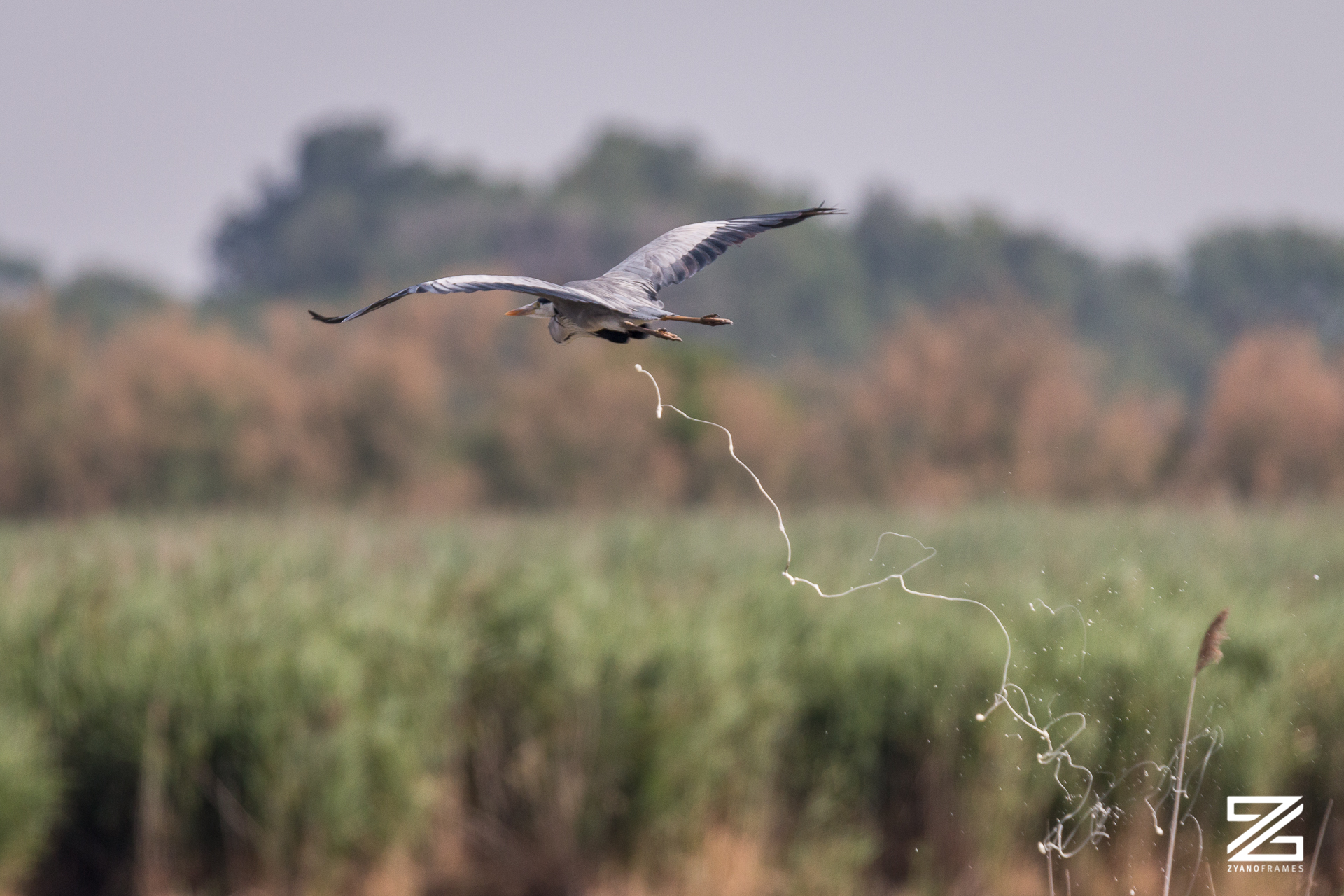 Airone Cenerino in Volo - Oasi di Bando - 2019
