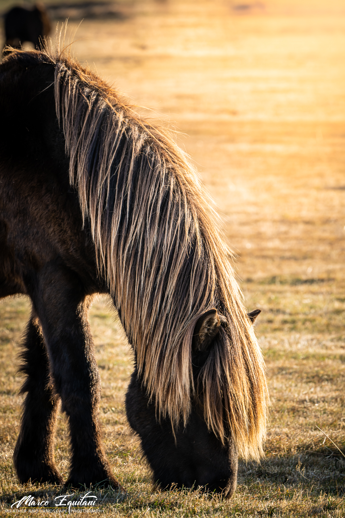 Icelandic horse