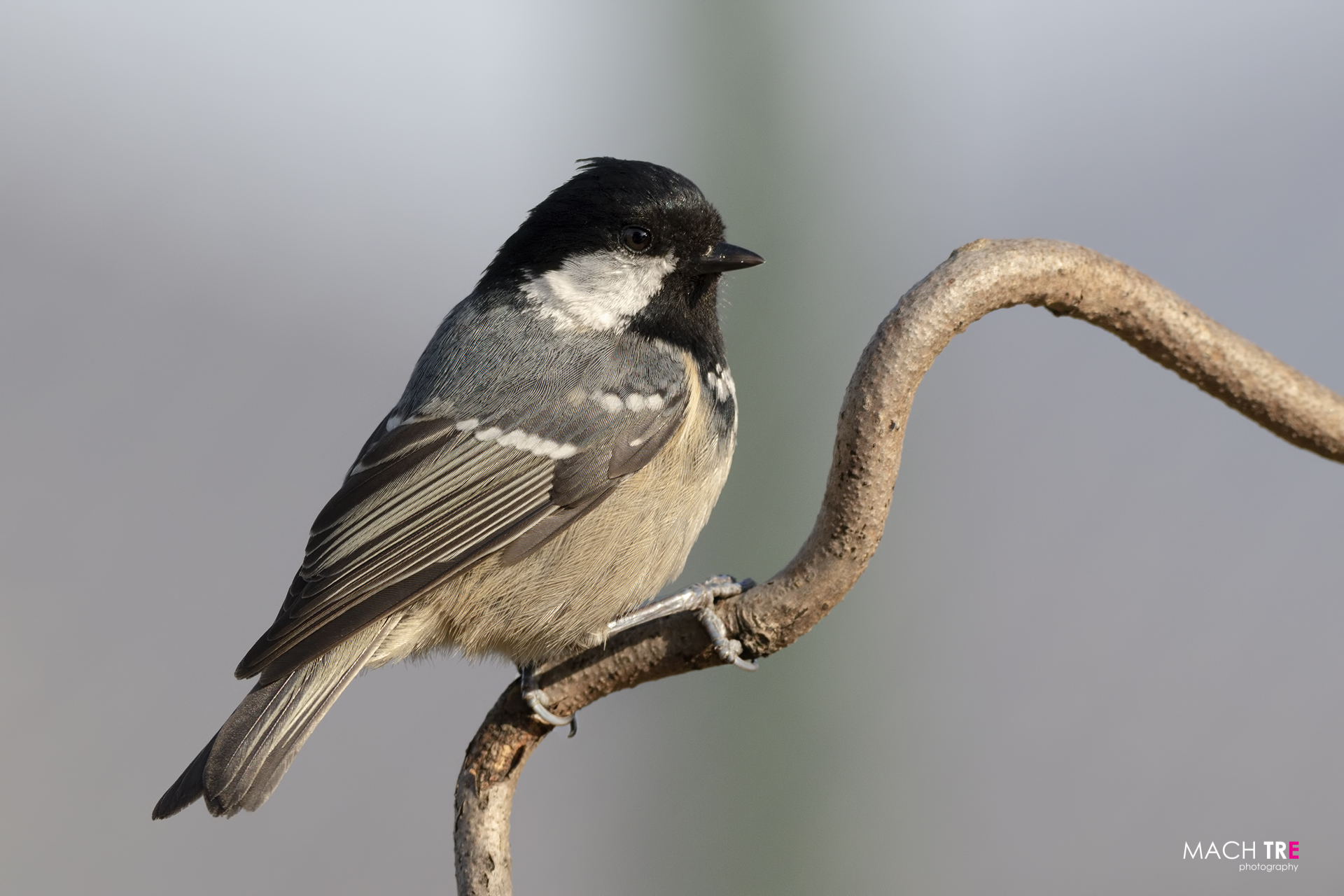 Cincia mora (Periparus ater)