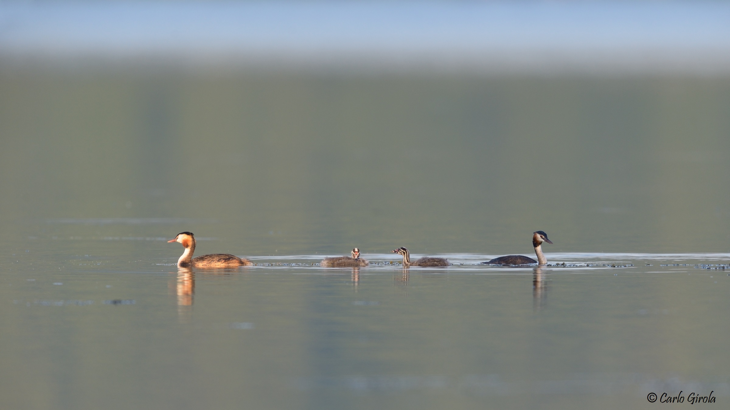 Major Vassal (Podiceps cristatus)