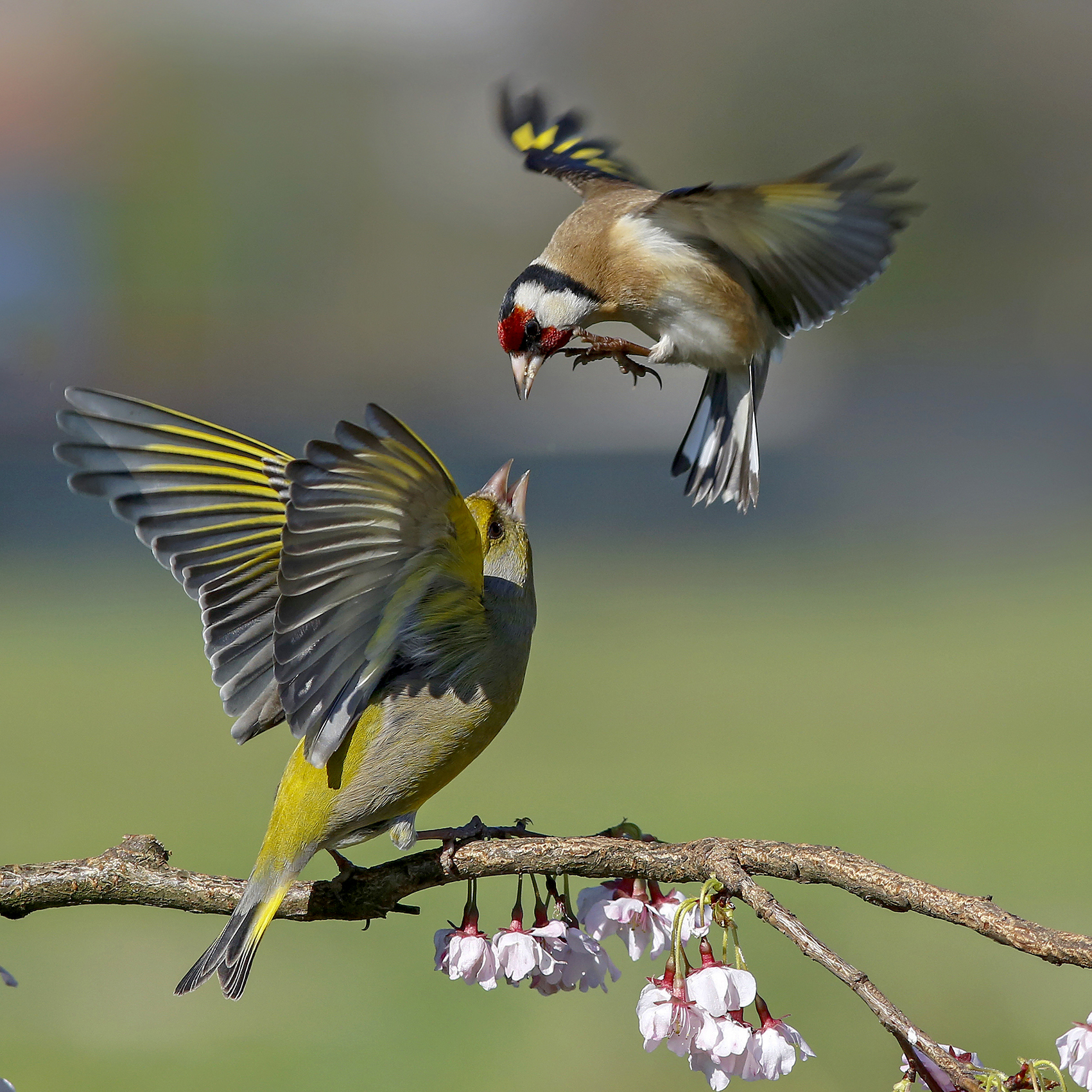 verdone e cardellino