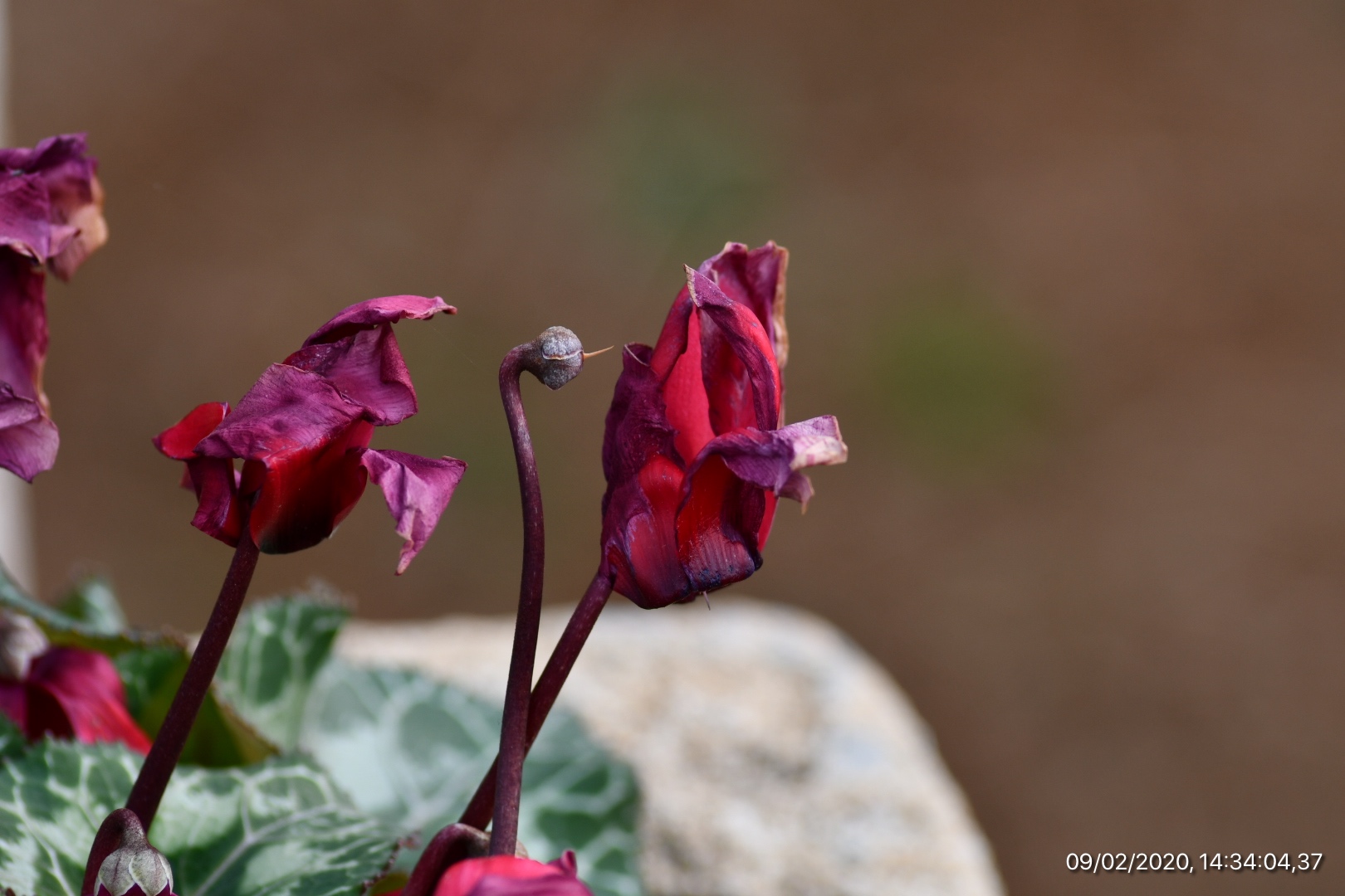 Passing beauty 2