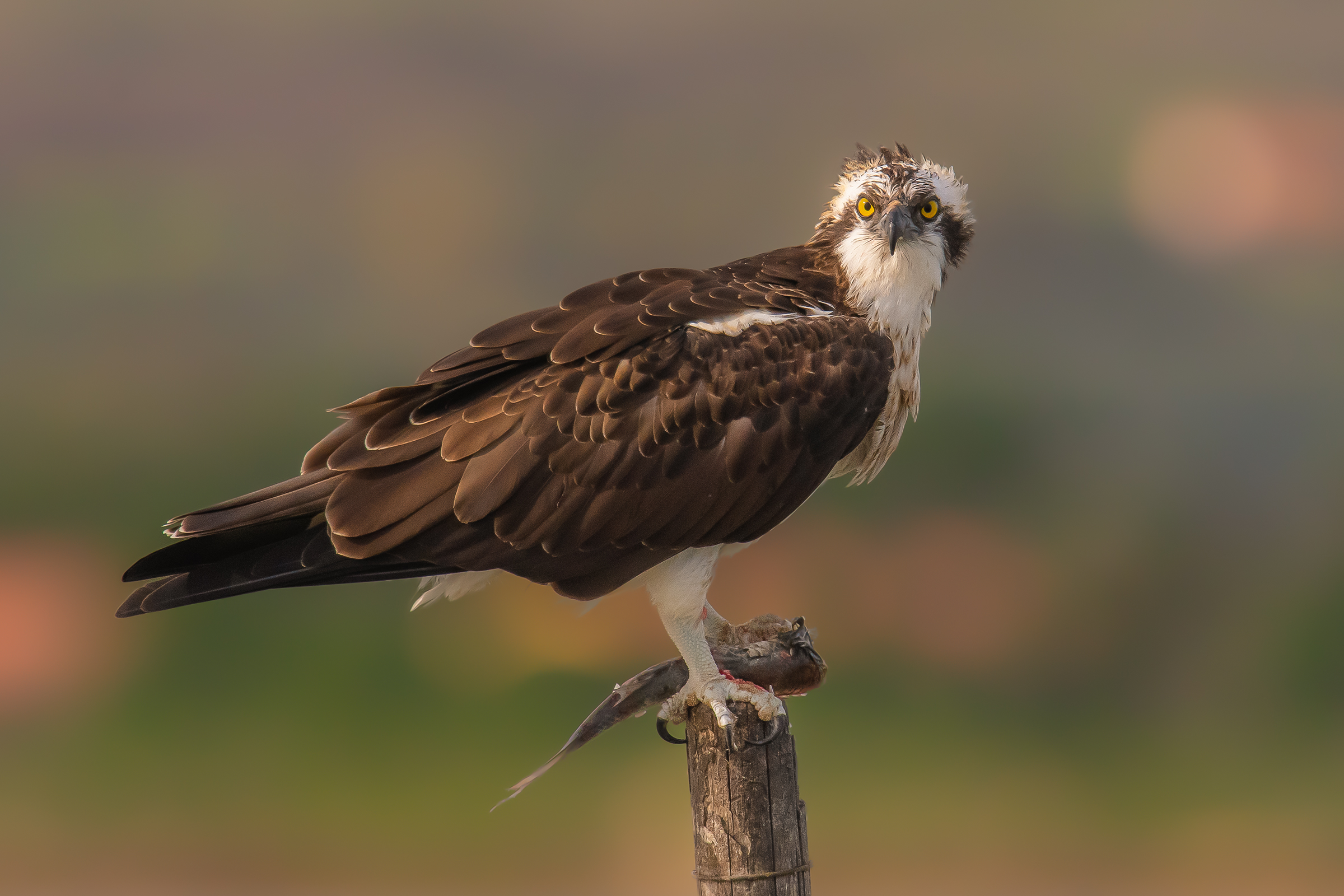 falco pescatore