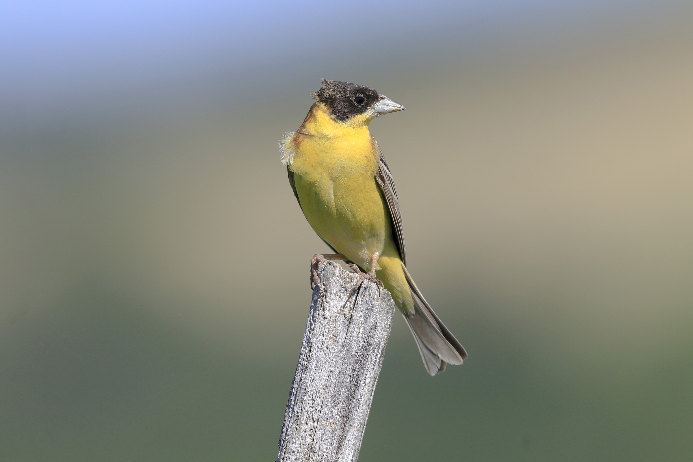 cheekbone province of pavia