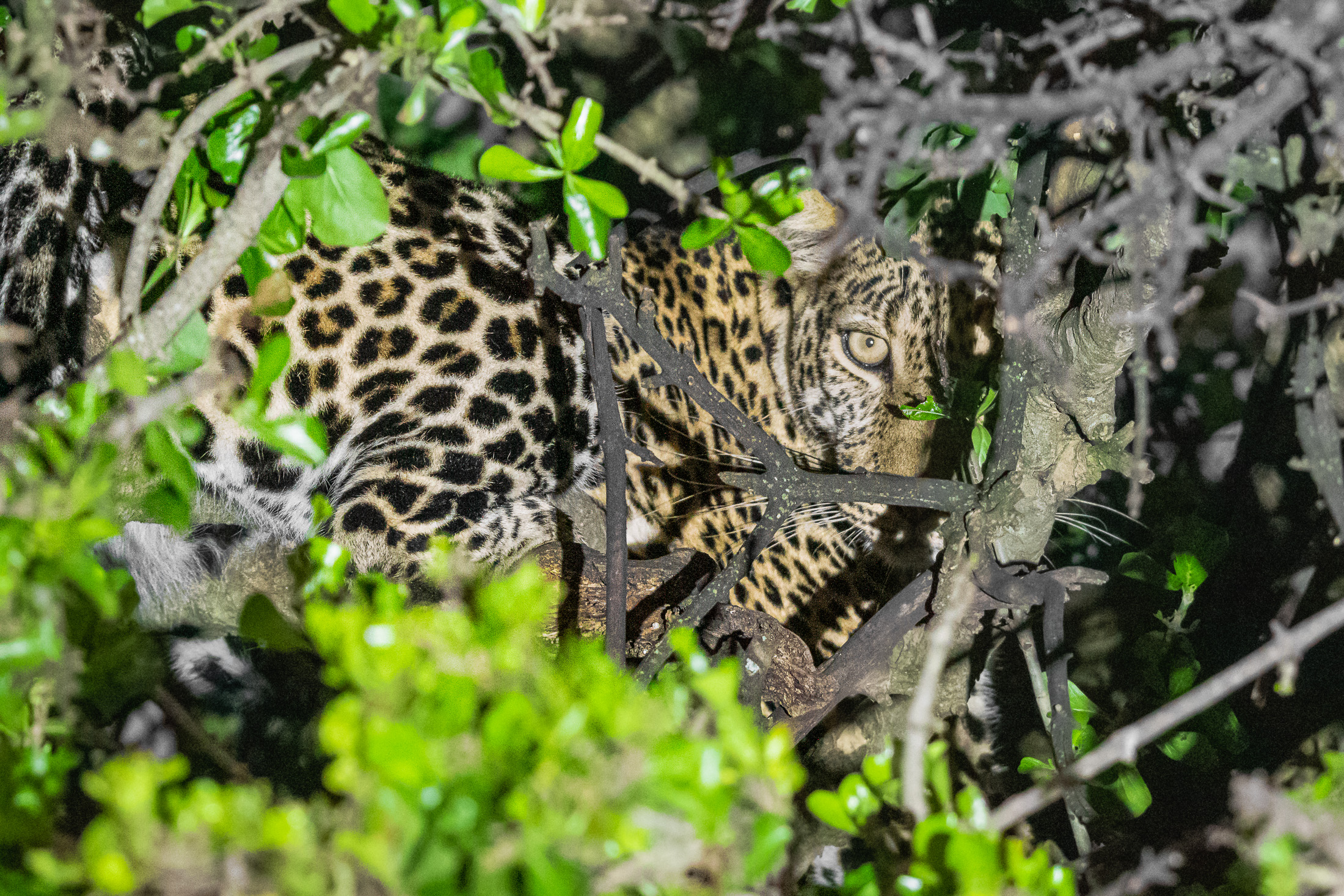 Leopard