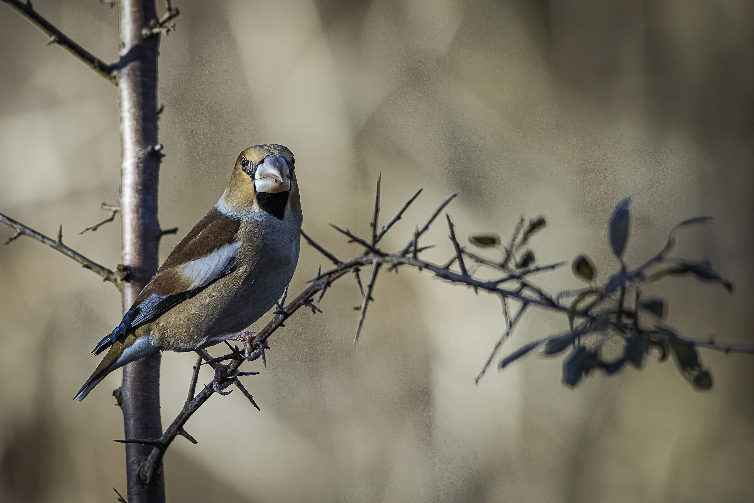 Il frosone all'ombra