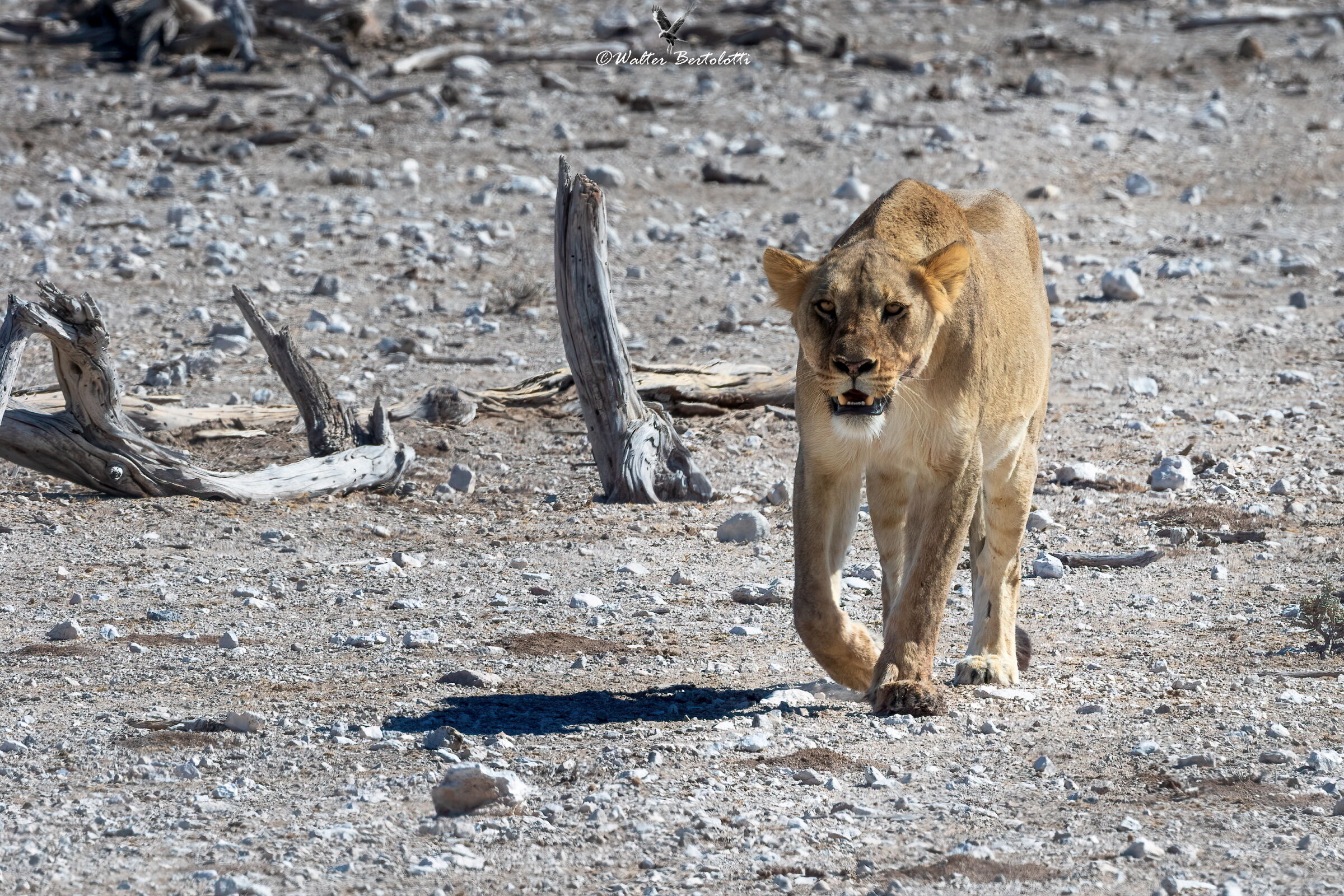 prepariamoci alla caccia