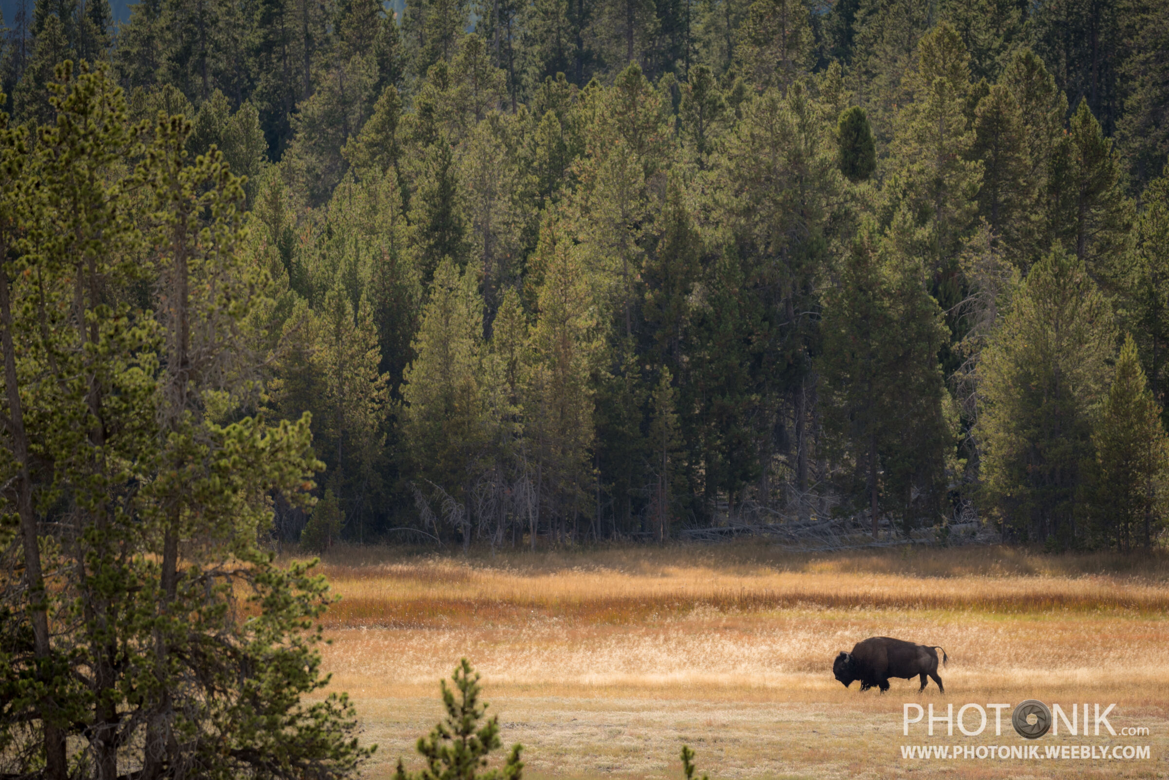 Bisonte 1