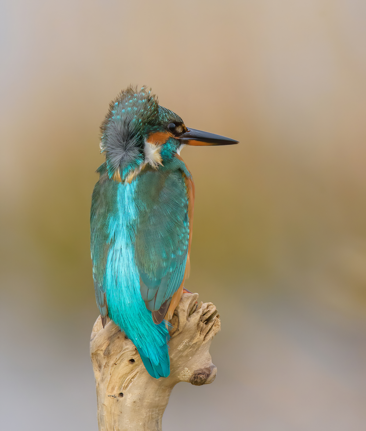 Martin Fisher and the Wind