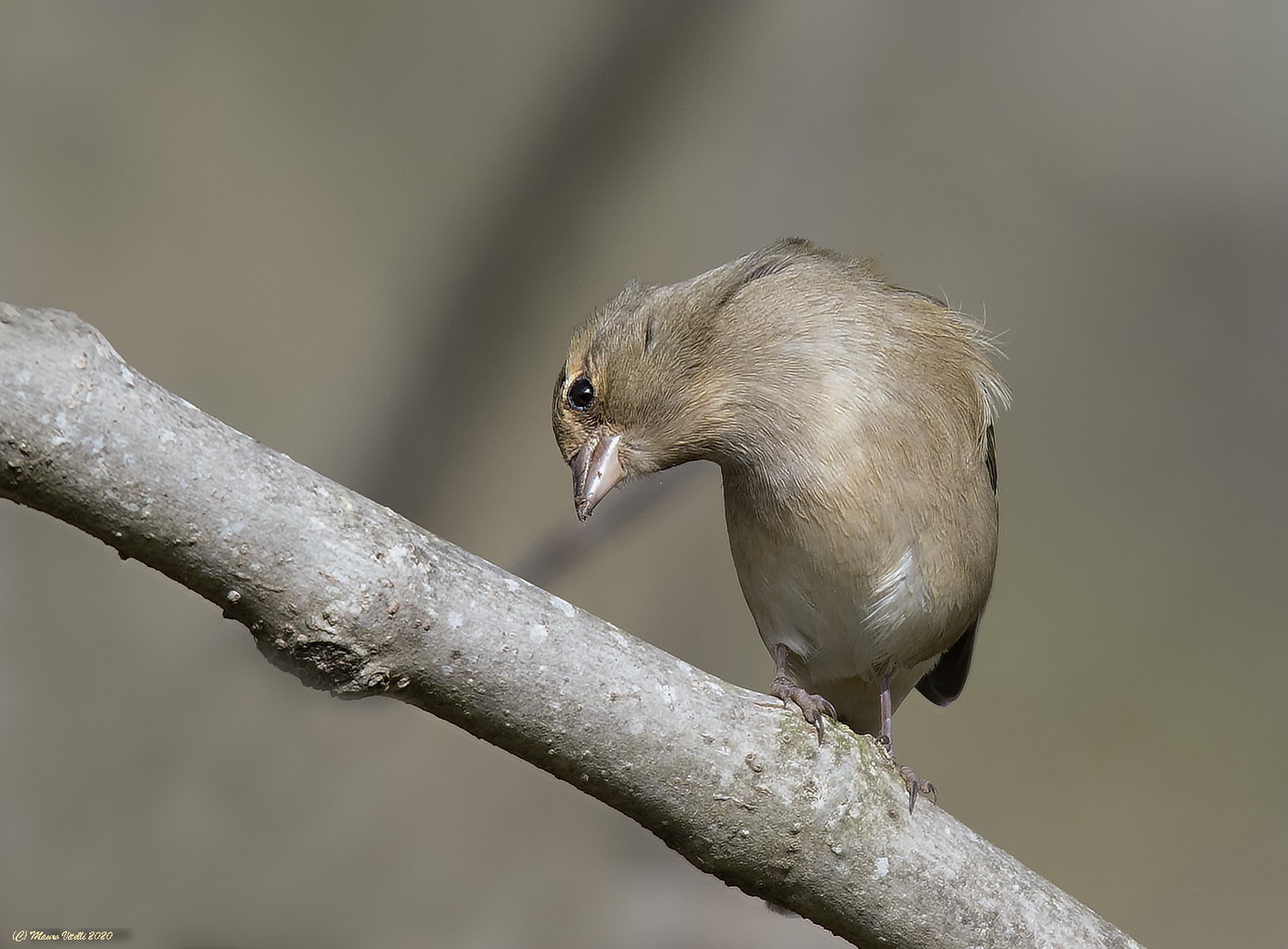 Female Finch (Fringilla coelebs)