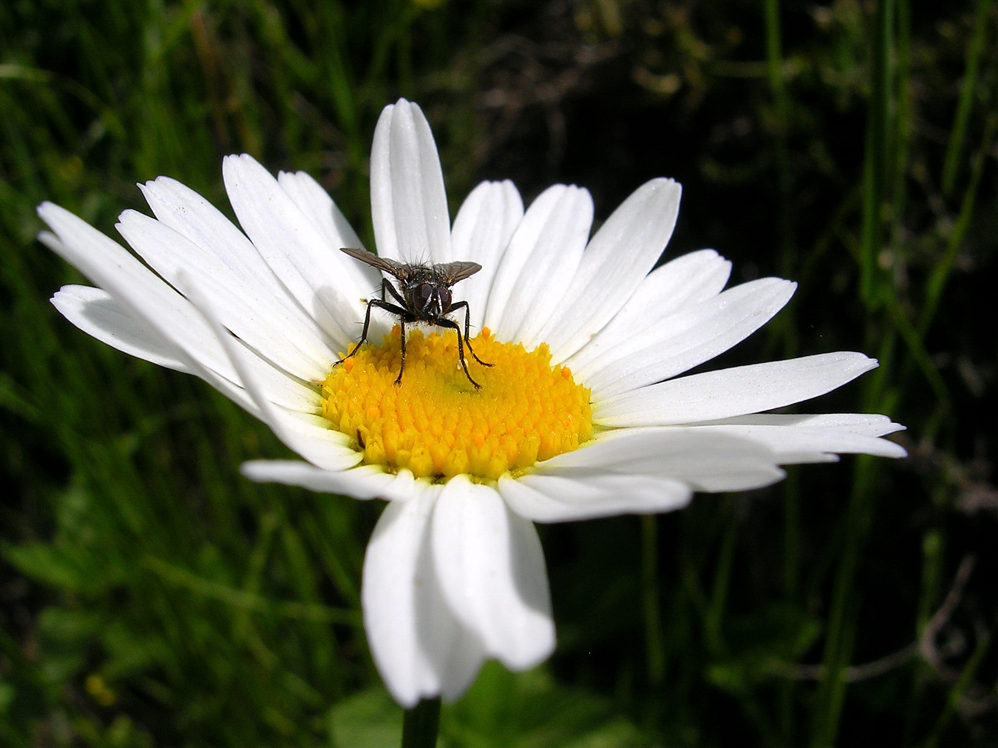 M'ama, not m'ama .....