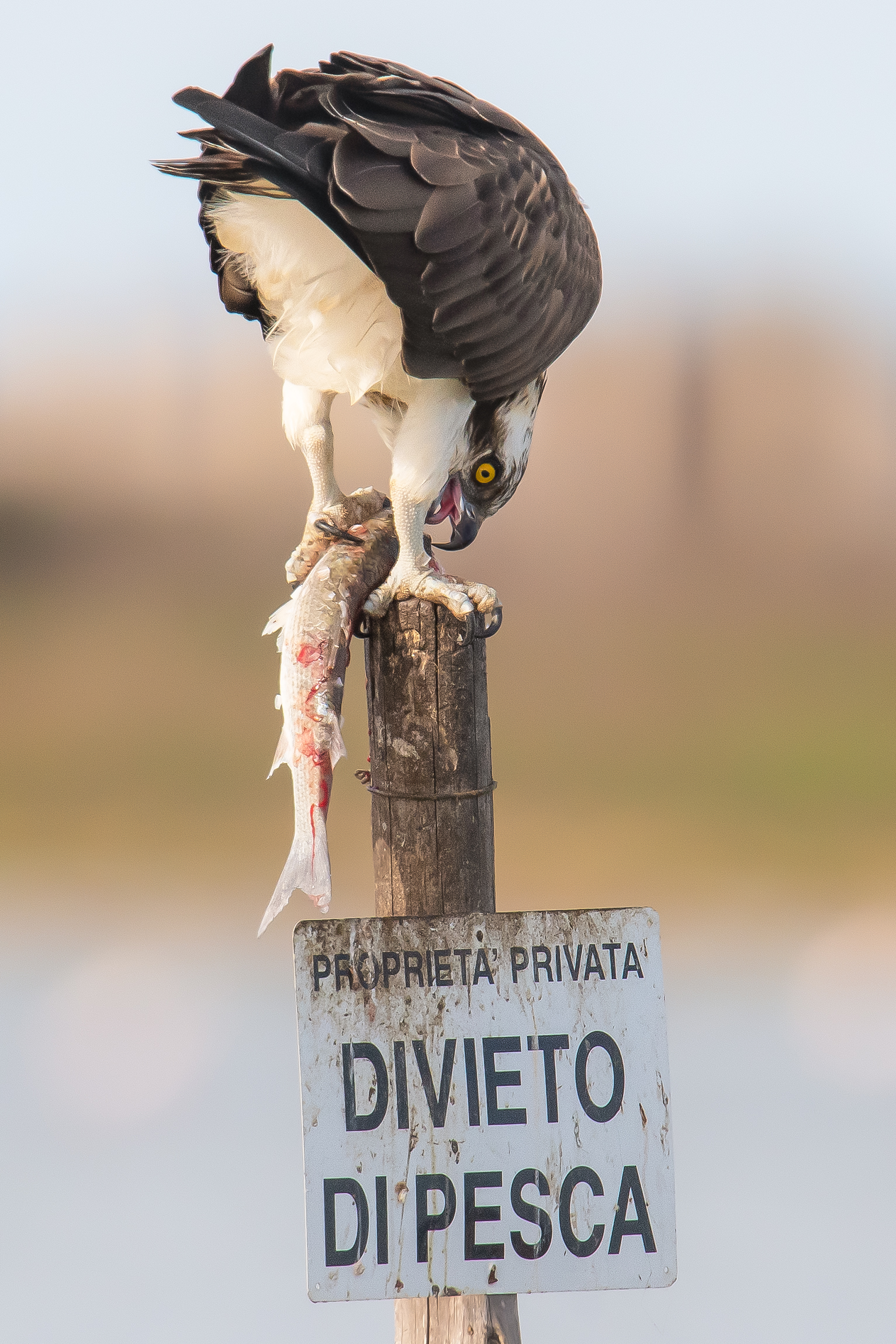 falco pescatore