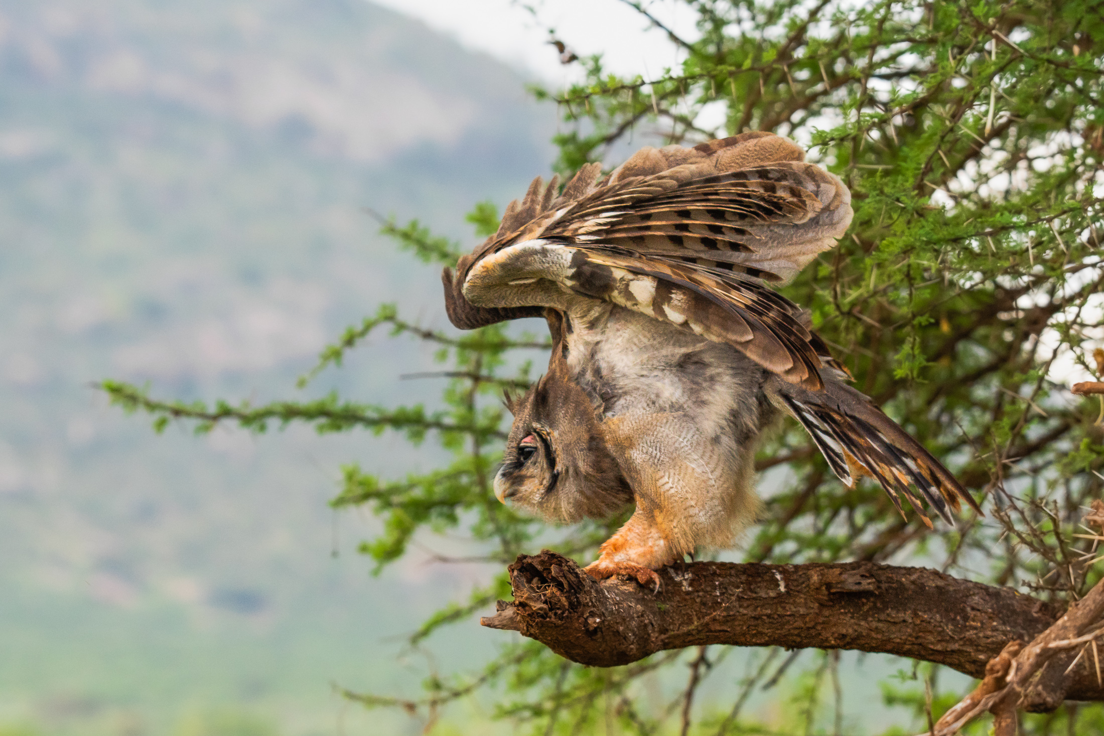owl at tsavo est kenya