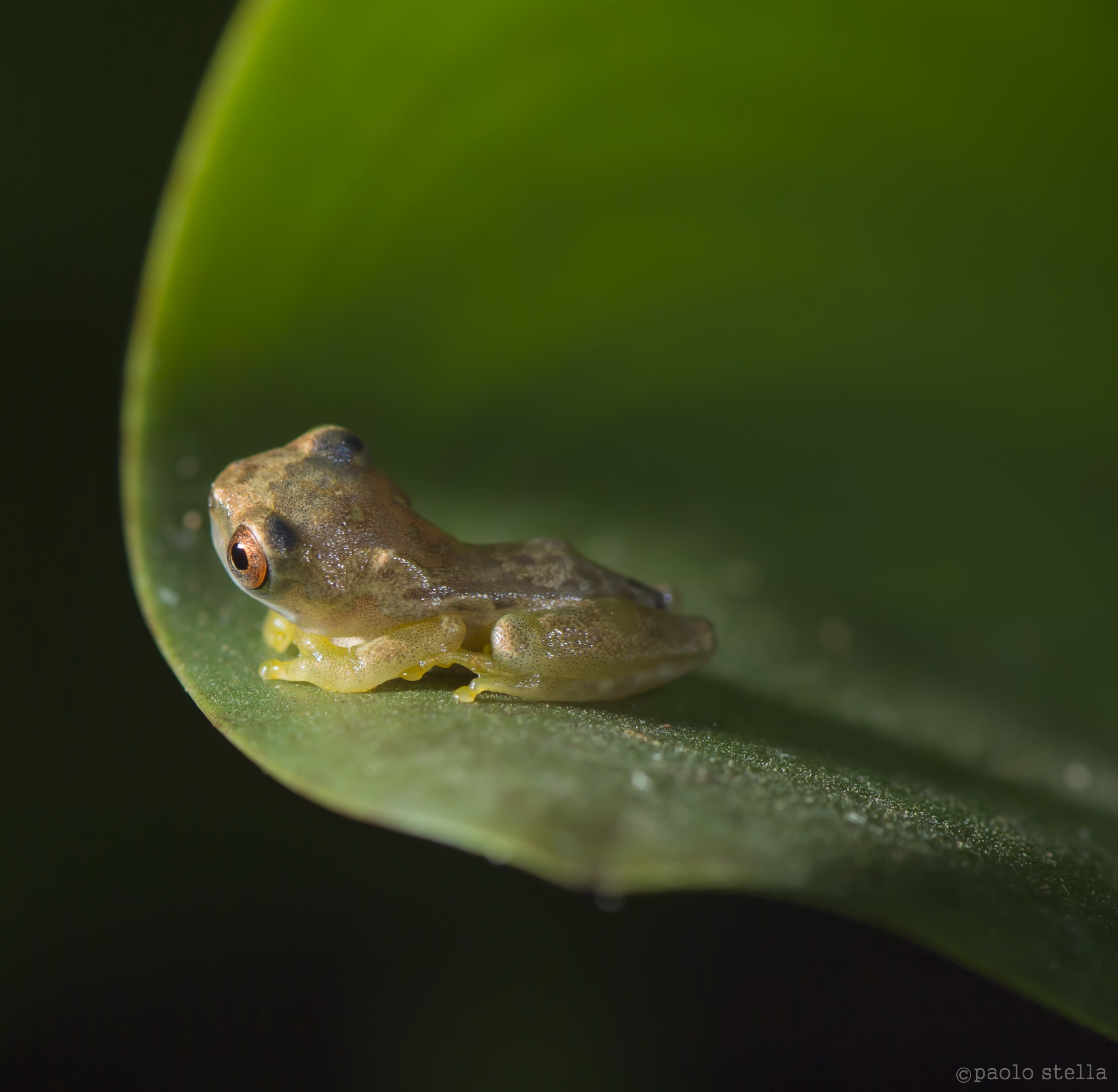 Froglet