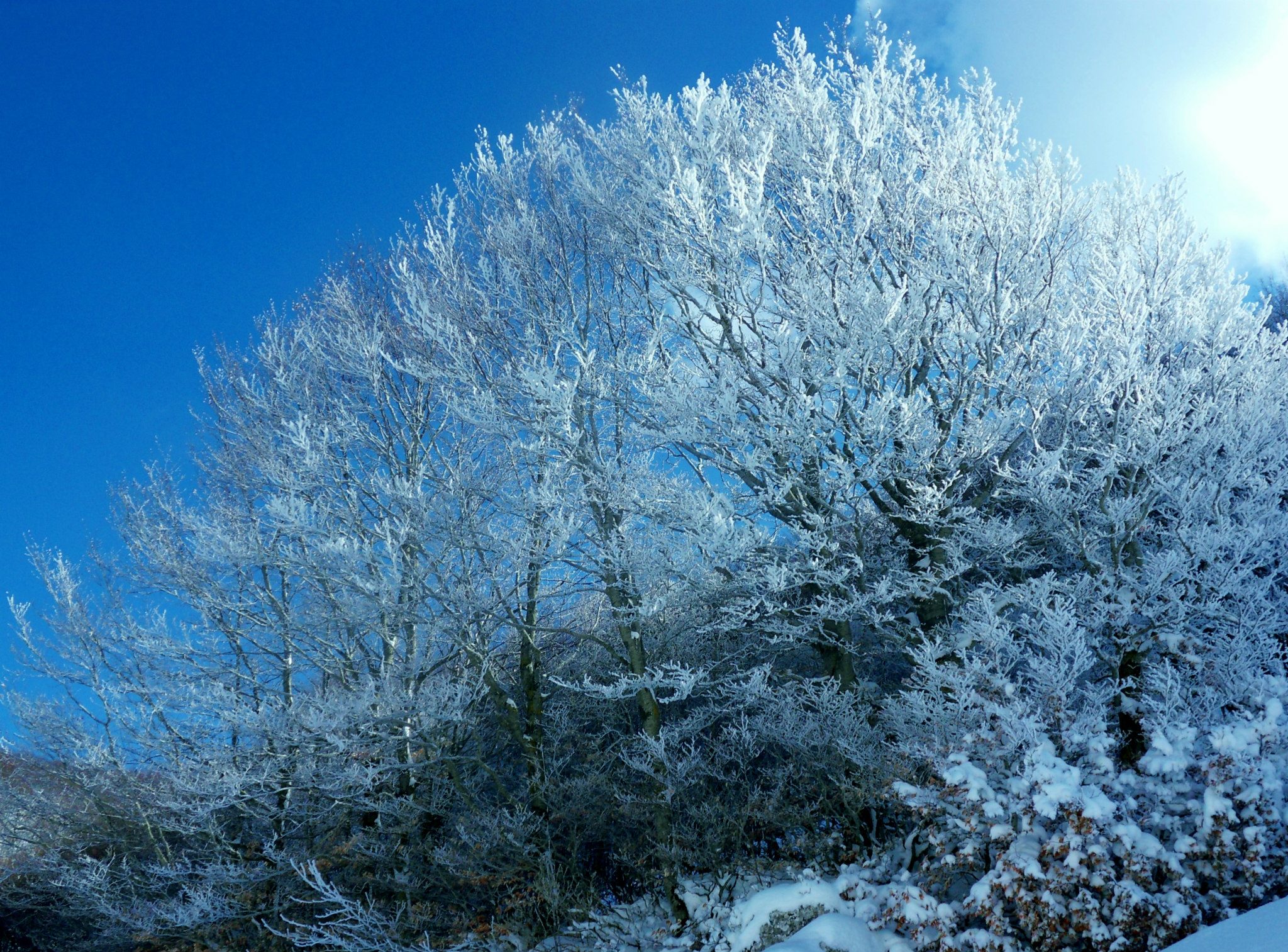 TO THE SNOW LIGHT