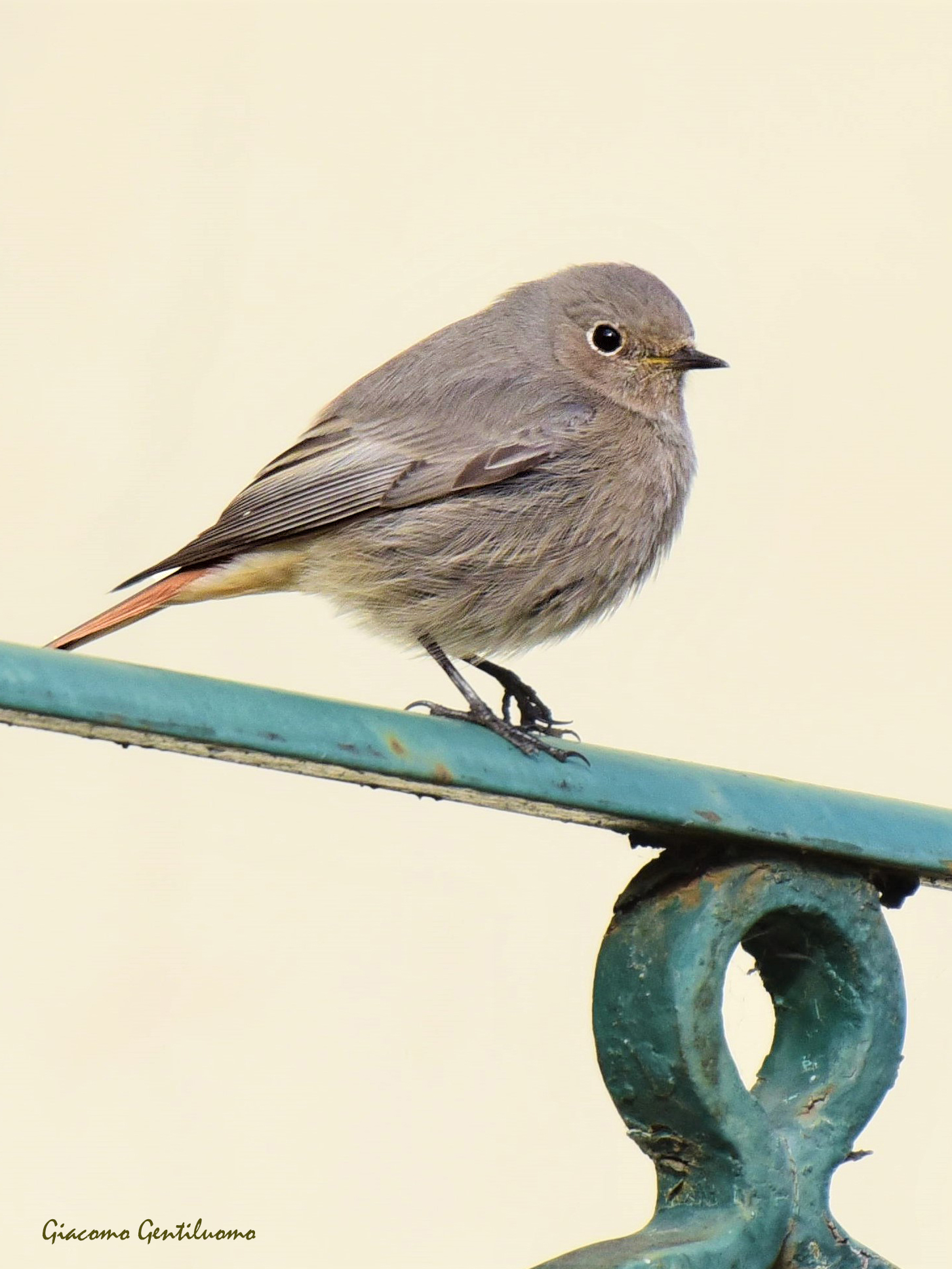codirosso sul balcone