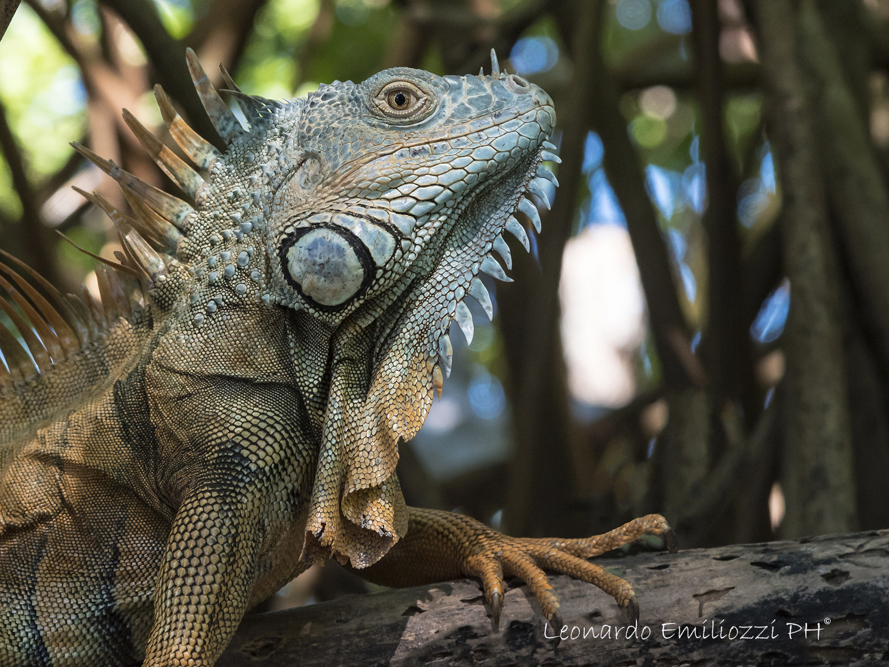 iguana the king