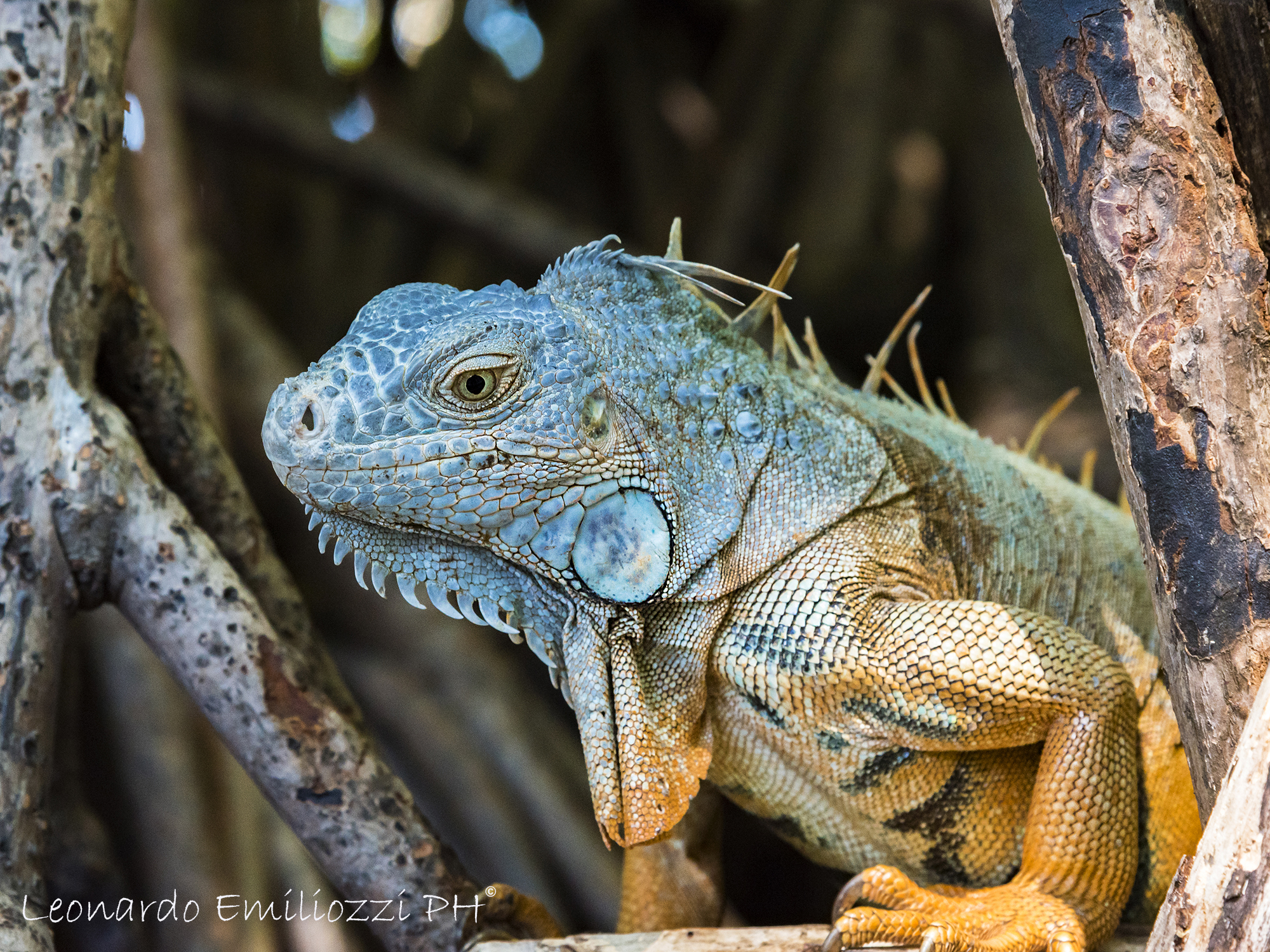 iguana between the branches
