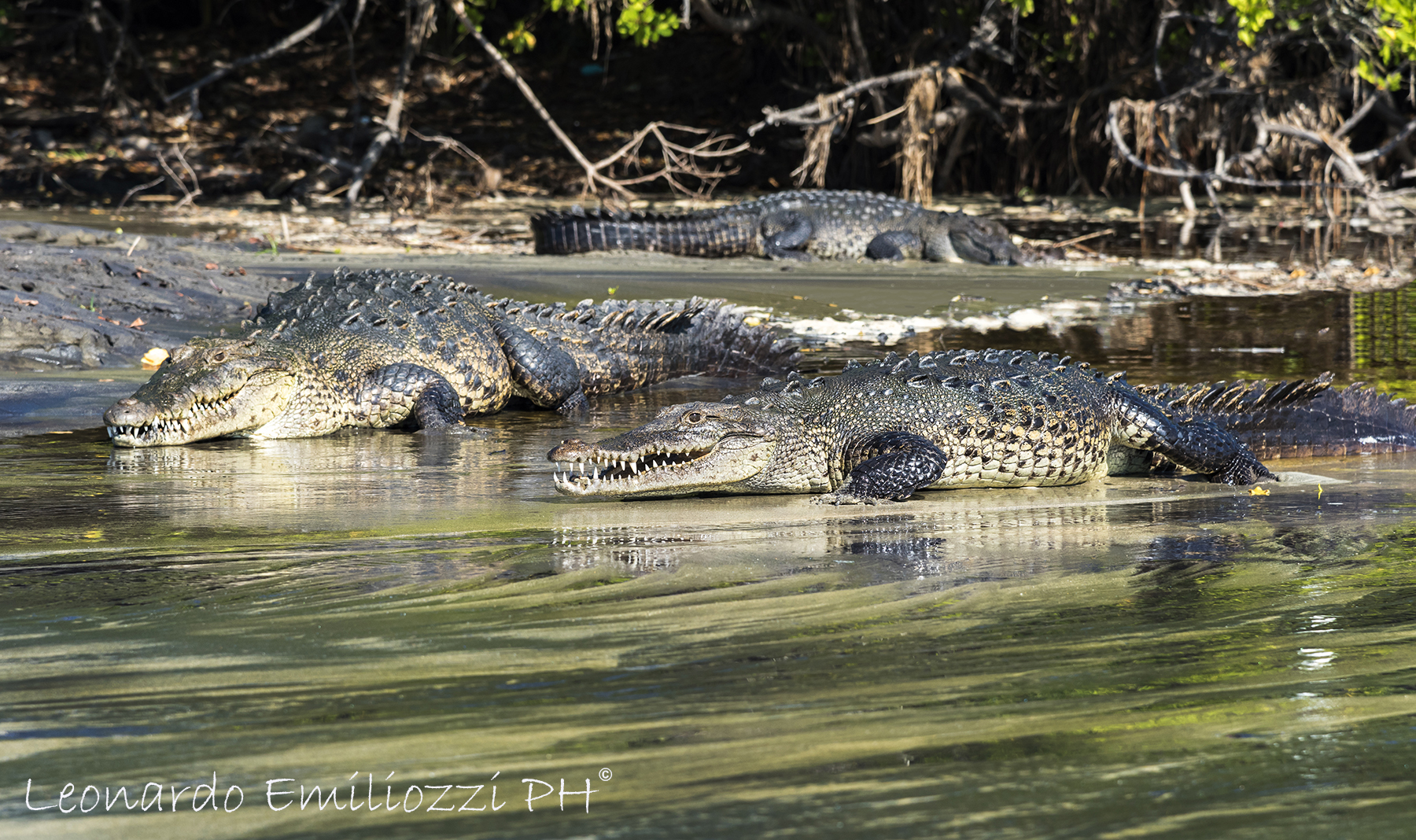 crocodiles species acutus- Mexico