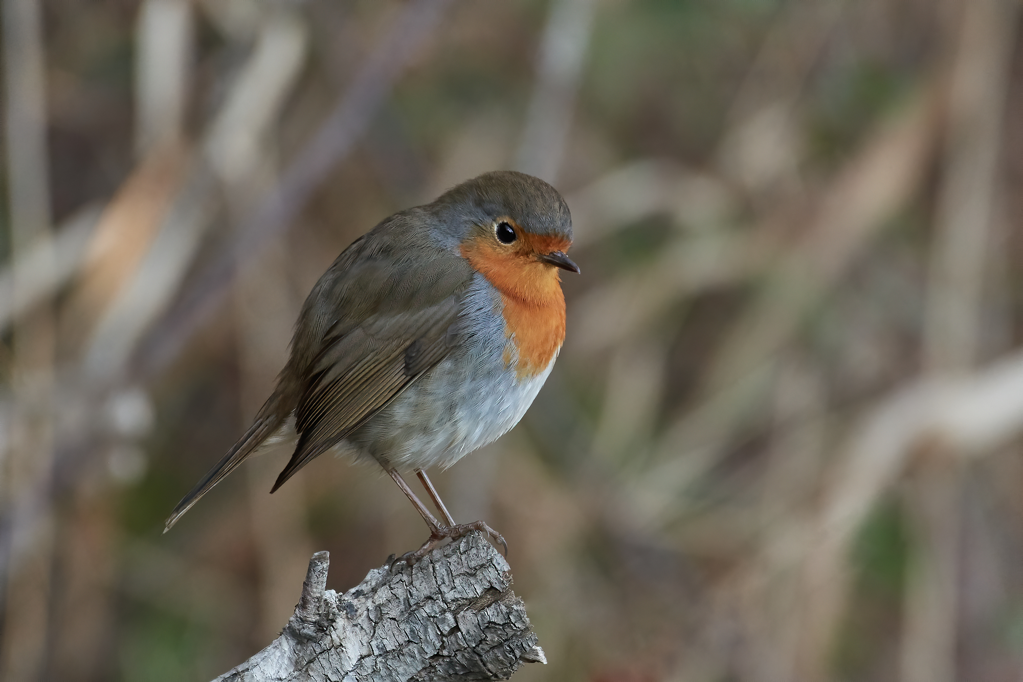 Robin