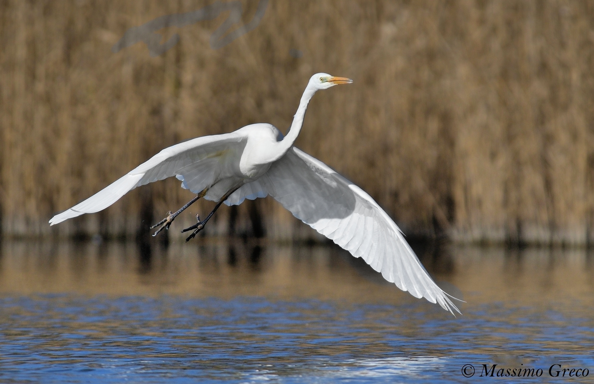 Major white heron