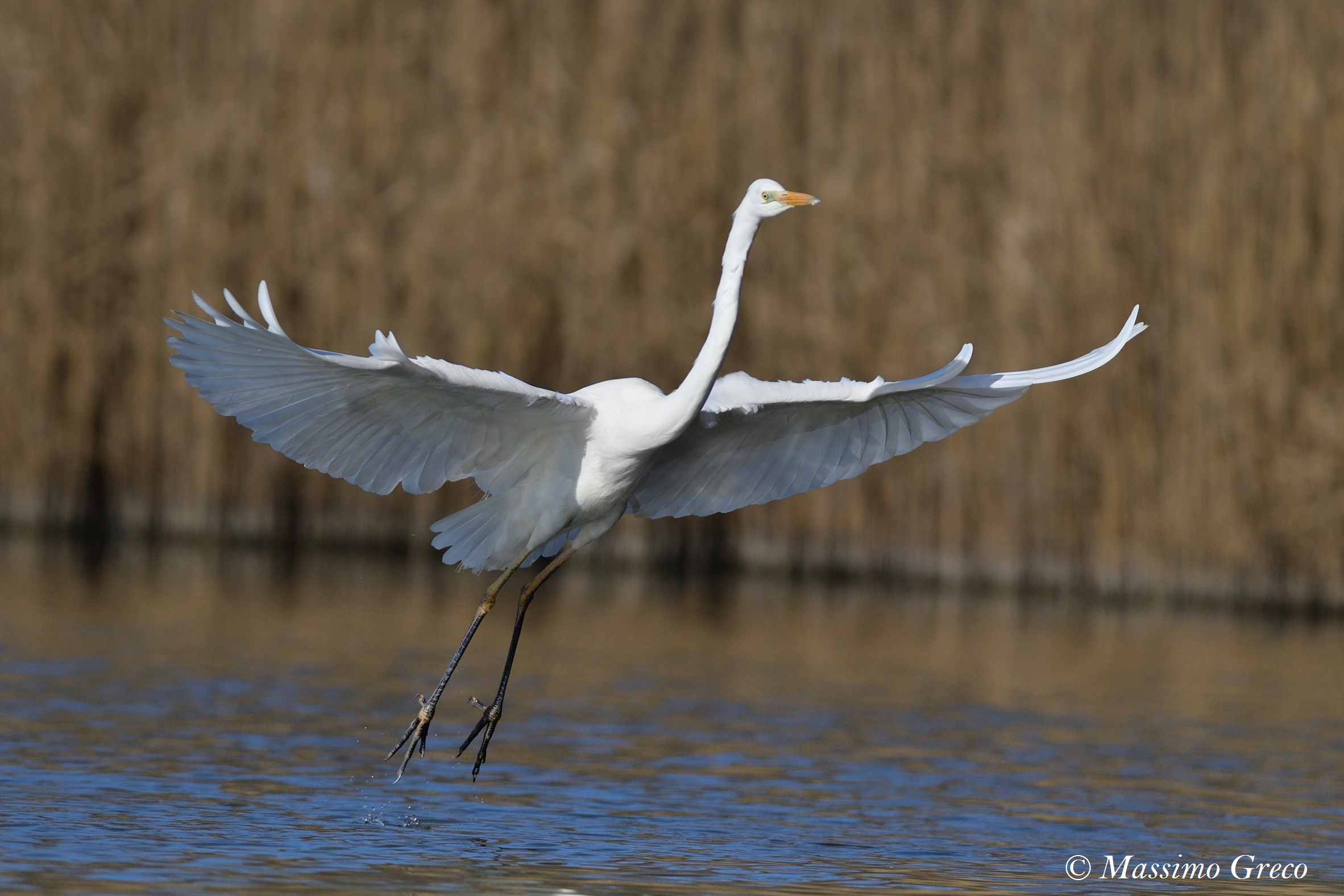 Major white heron