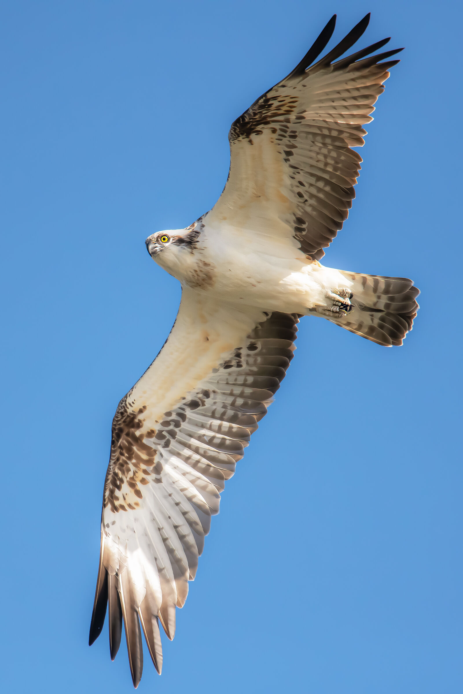falco pescatore