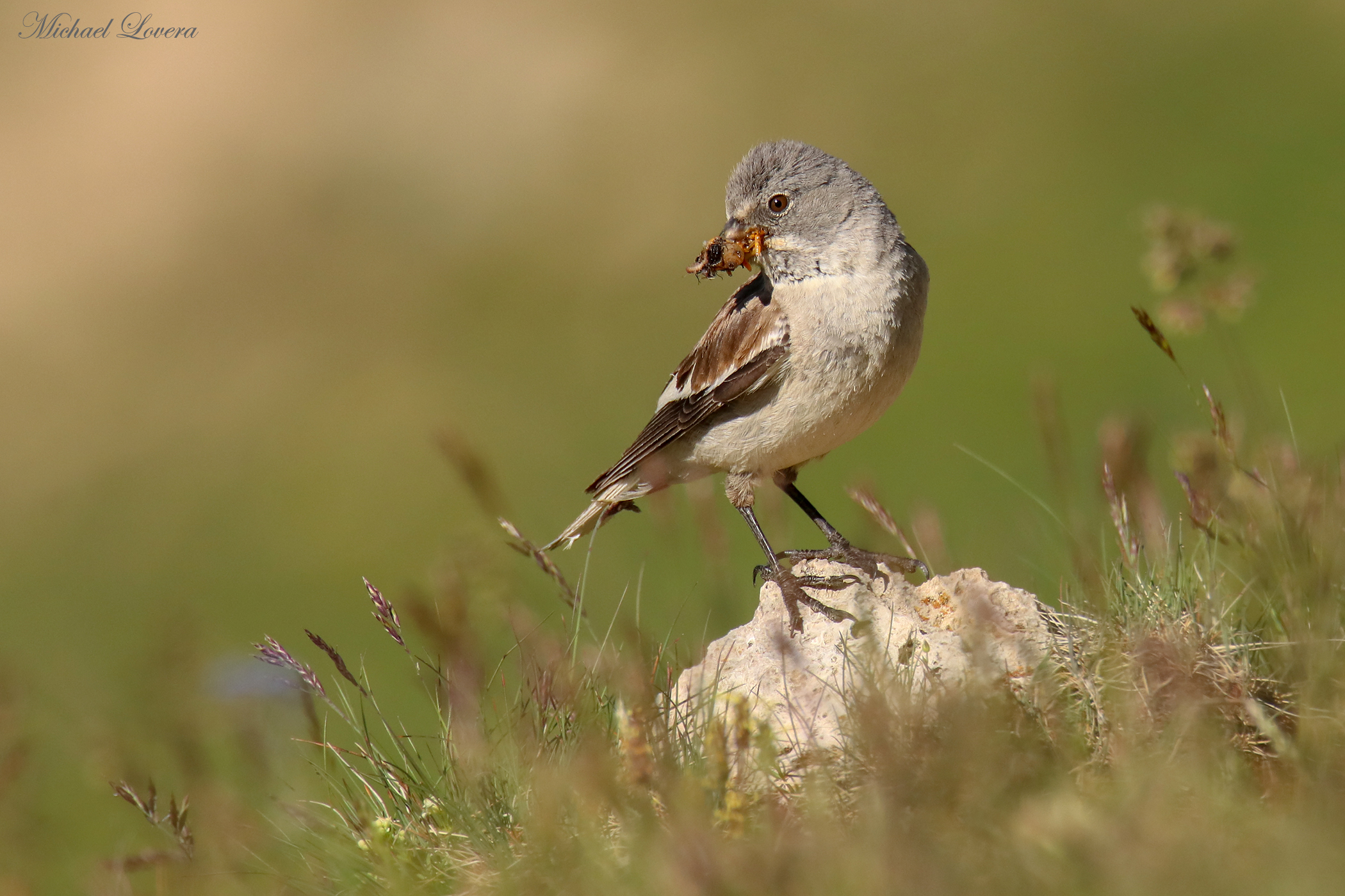Alpine Finch...