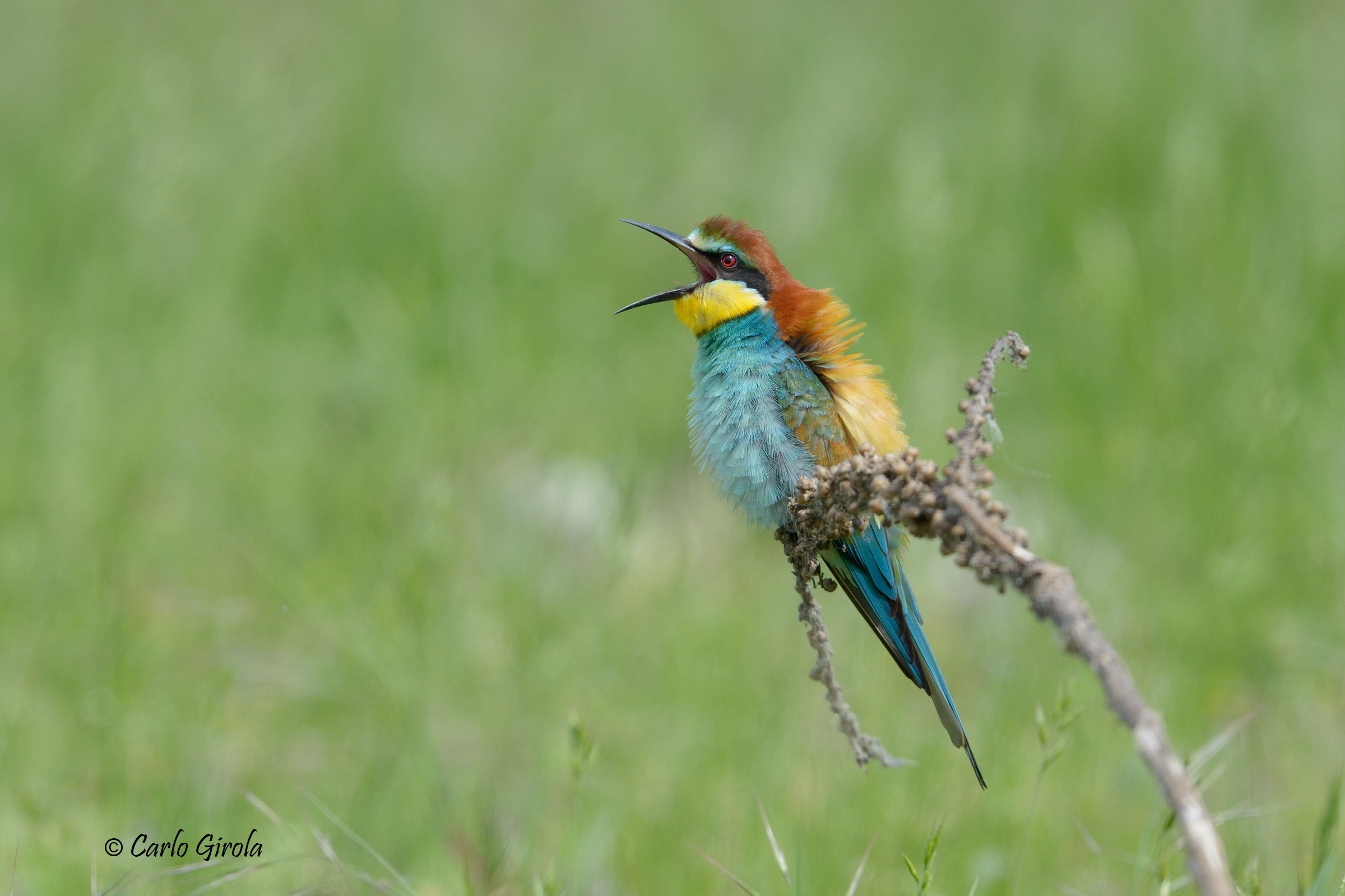 Gruccione (Merops apiaster)
