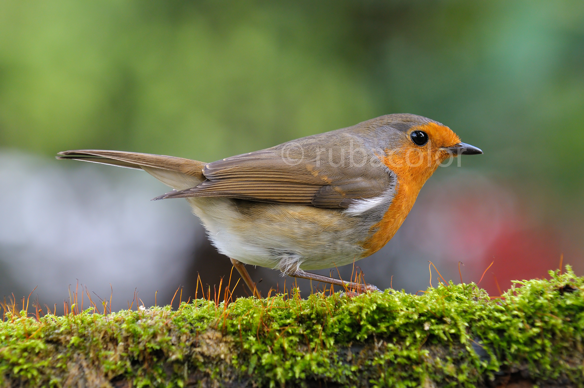 Il grande esploratore di tronchi