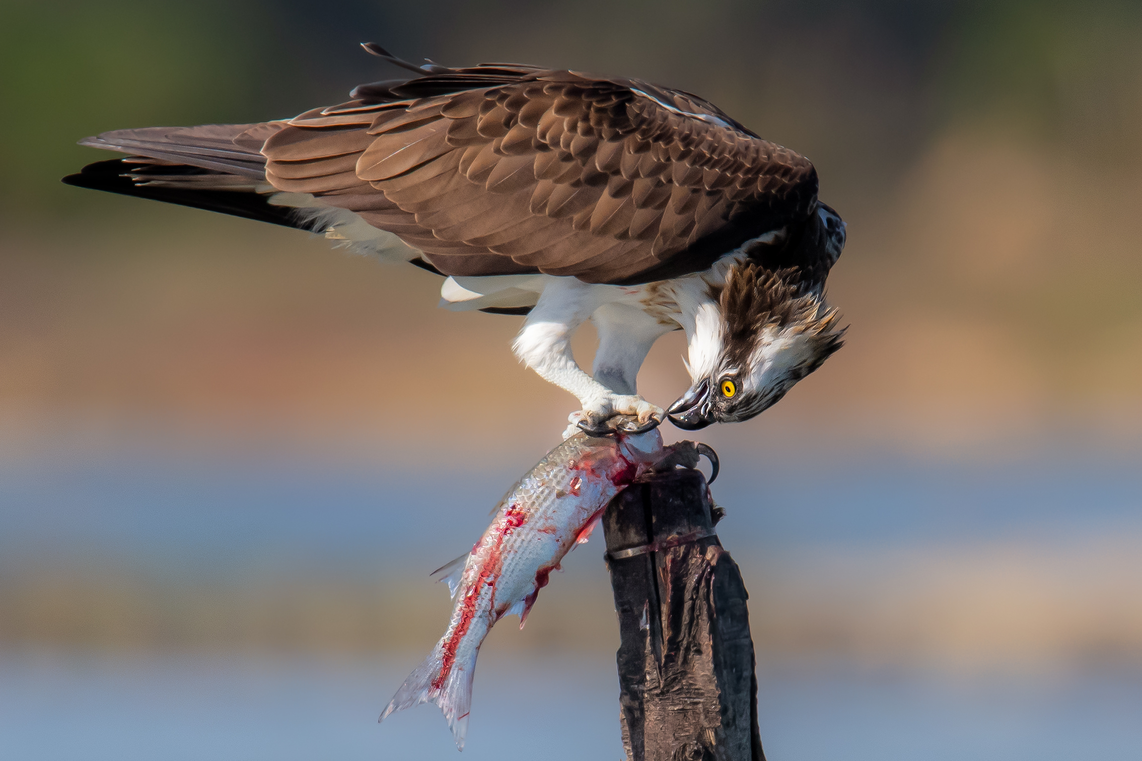 falco pescatore