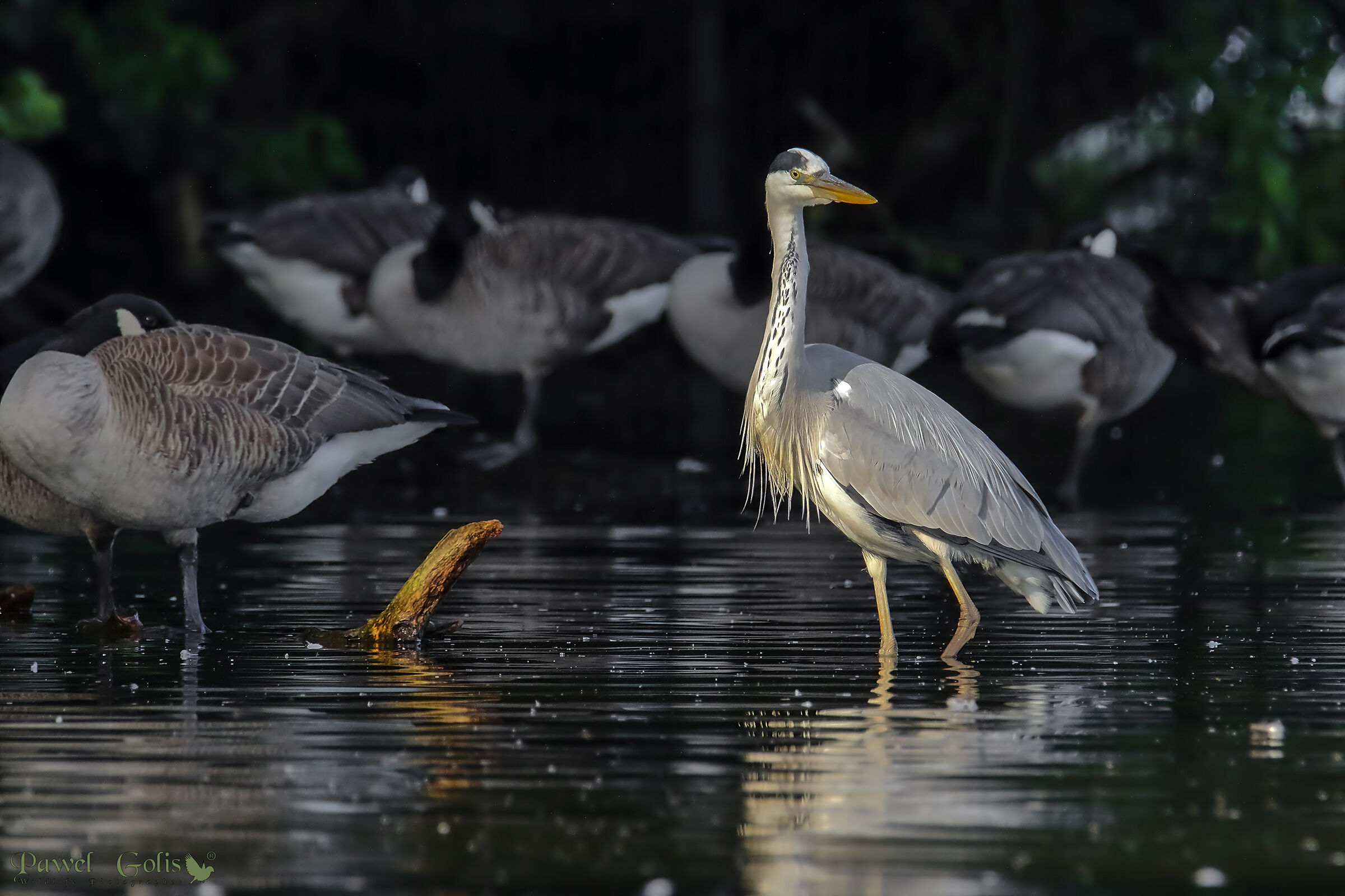 Aironi grigi (Ardea cinerea)