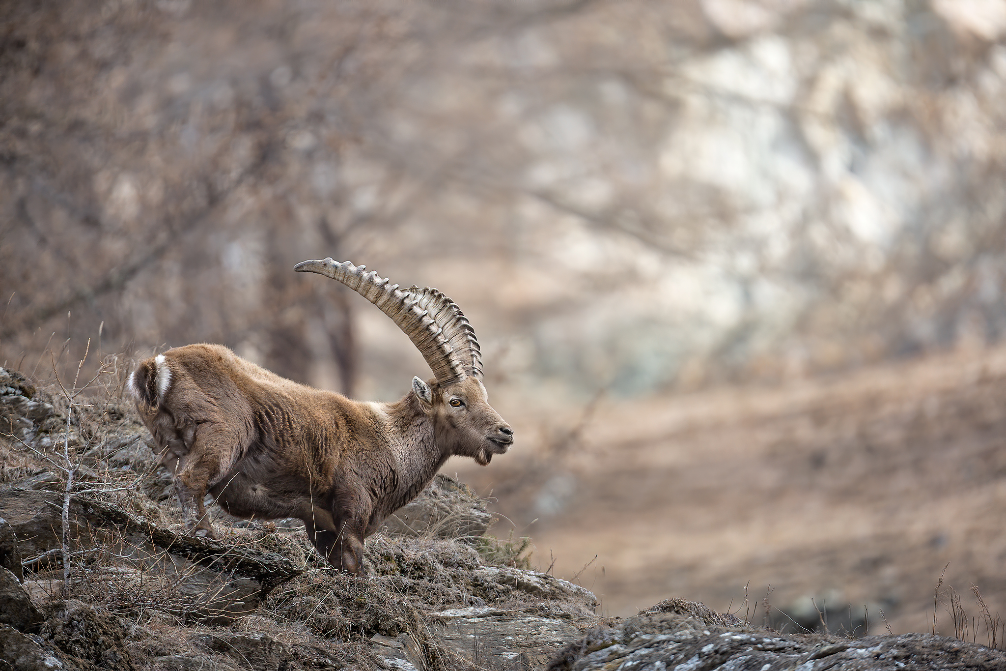 Ibex in Valsaverenche