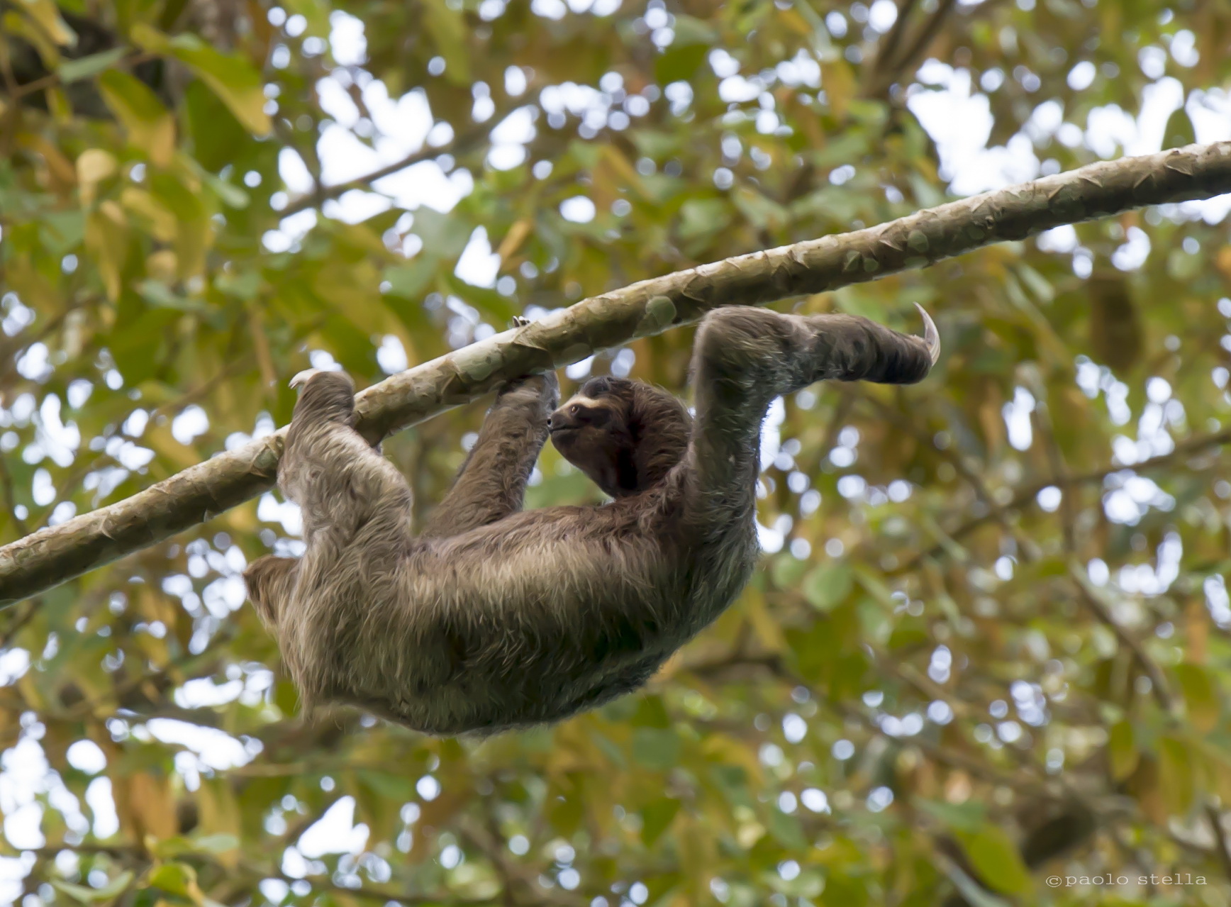 Three-fingered sloth in the wild